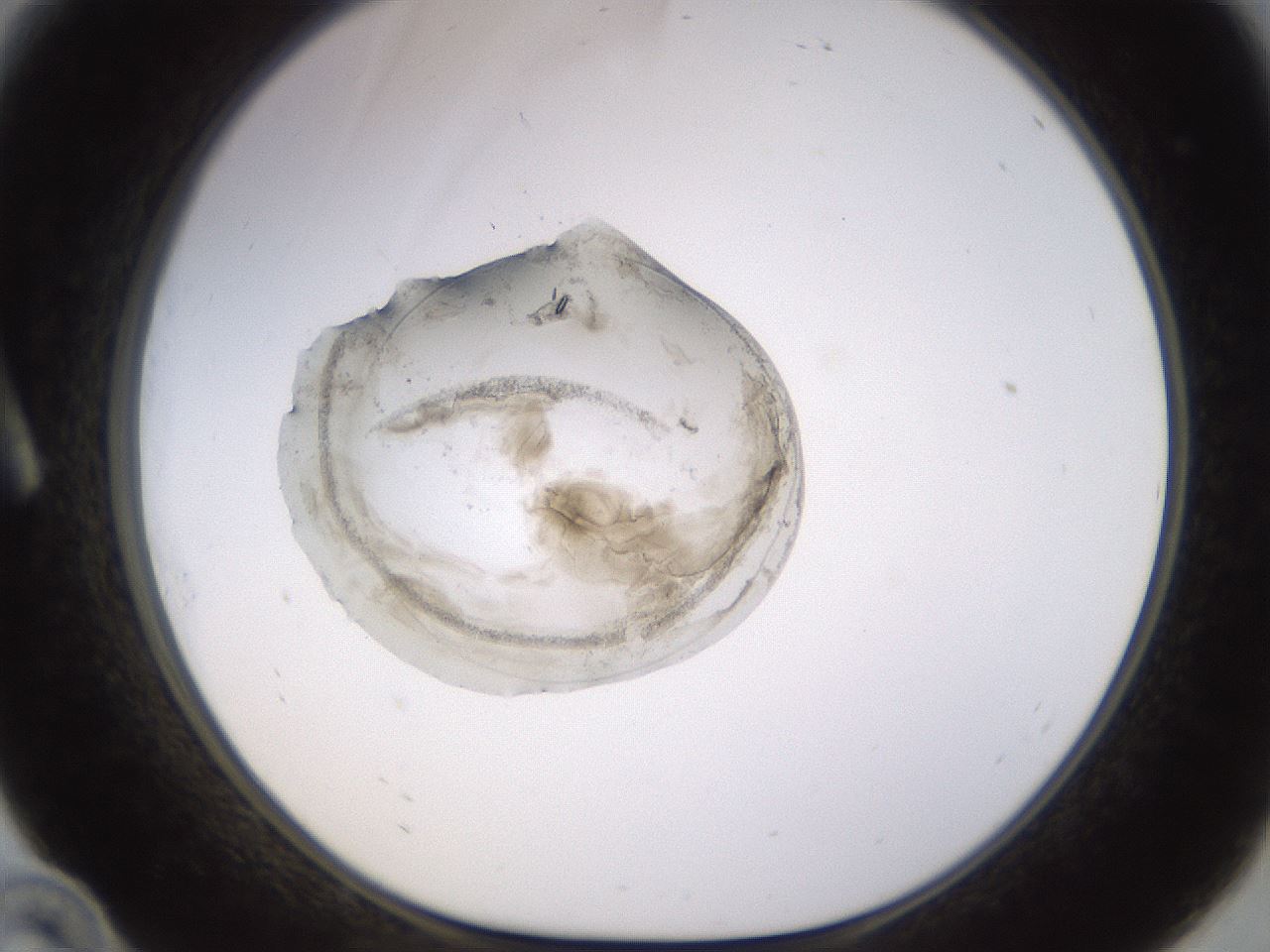 folderID564_plateID1564_batchID6259_wellNum10_profileID1_d1_r101862_ef.jpg