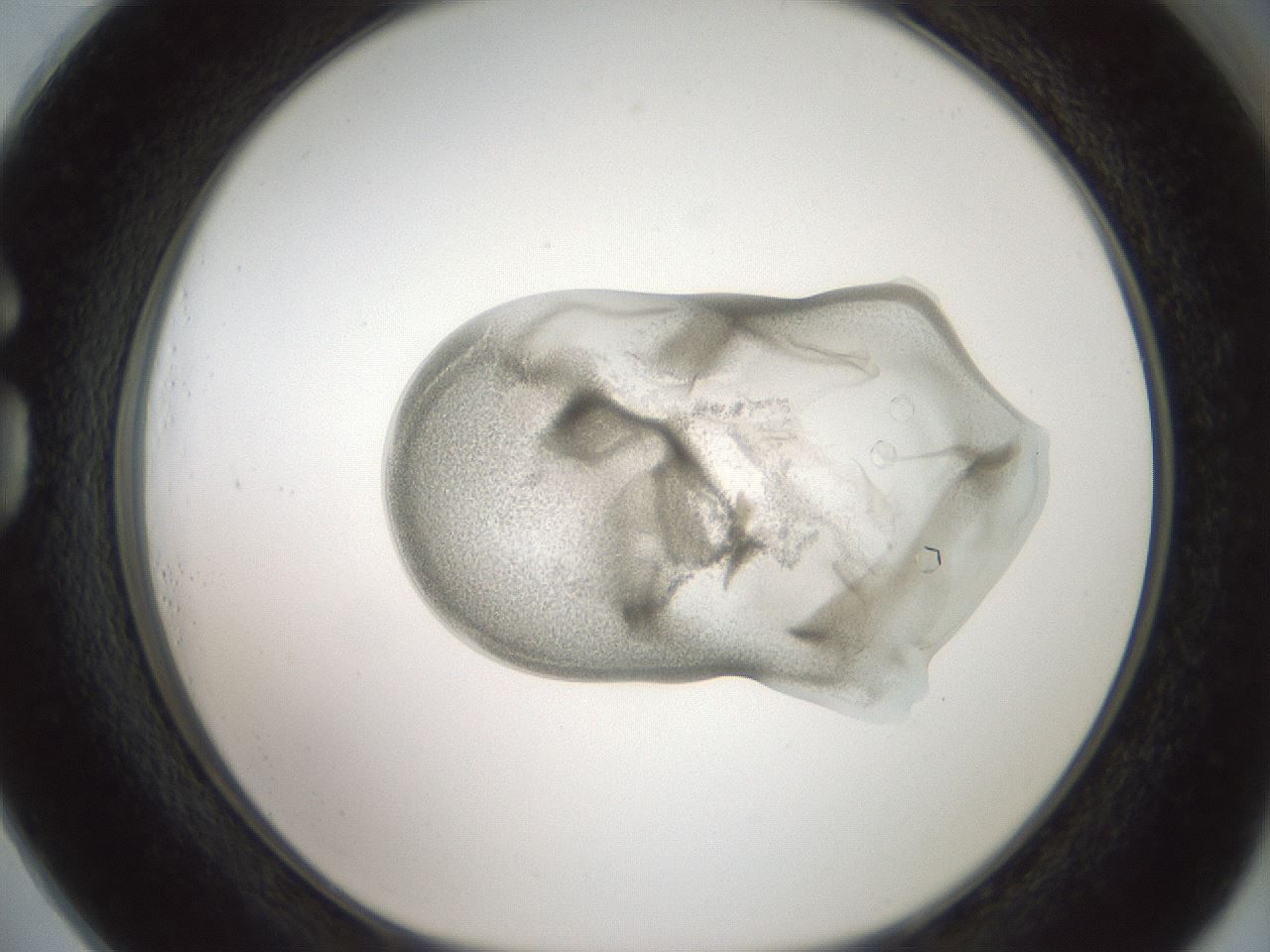 folderID102_plateID3102_batchID17890_wellNum73_profileID1_d1_r260337_ef.jpg