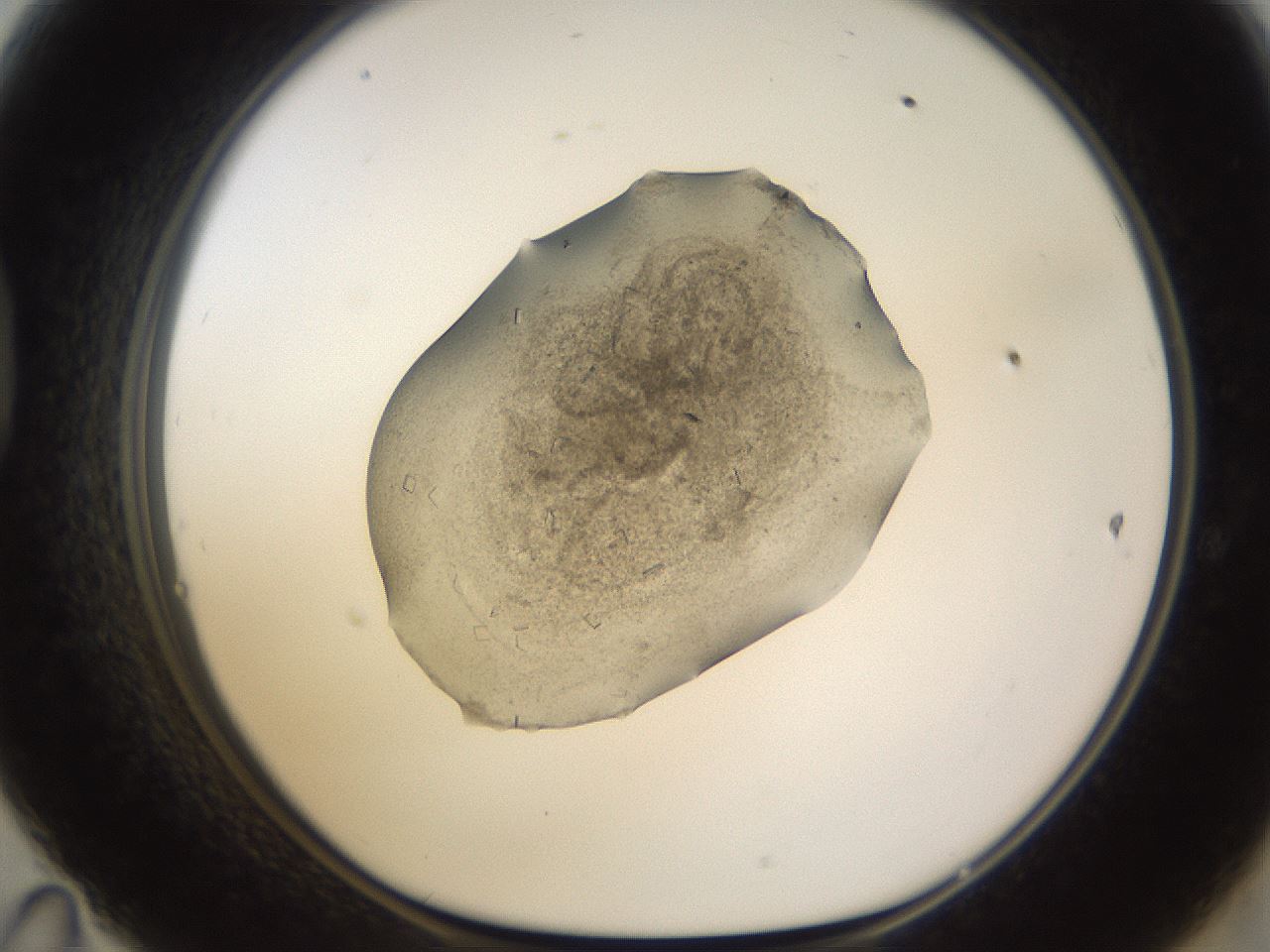 folderID635_plateID2635_batchID13036_wellNum47_profileID1_d1_r210630_ef.jpg