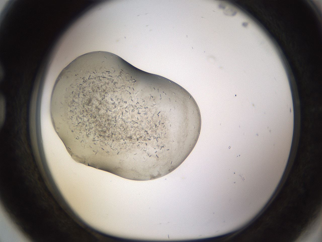 folderID635_plateID2635_batchID13058_wellNum80_profileID1_d1_r210696_ef.jpg