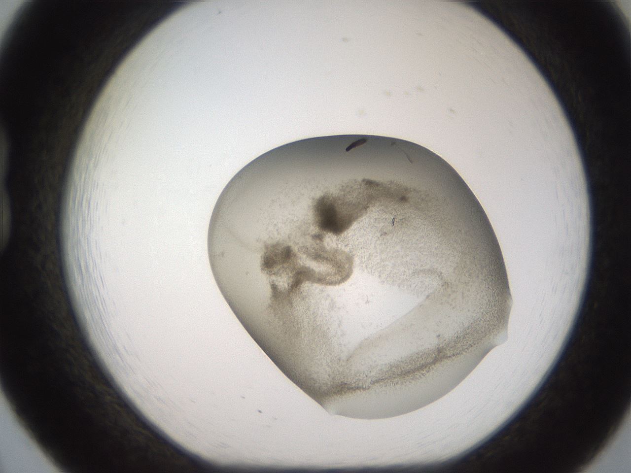 folderID647_plateID3647_batchID21999_wellNum20_profileID1_d1_r324100_ef.jpg