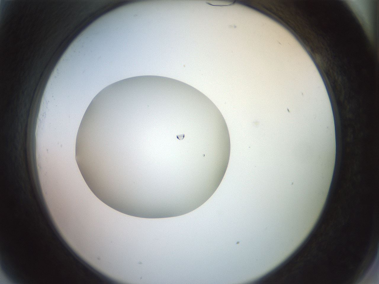 folderID856_plateID1856_batchID7780_wellNum81_profileID1_d2_r123903_ef.jpg