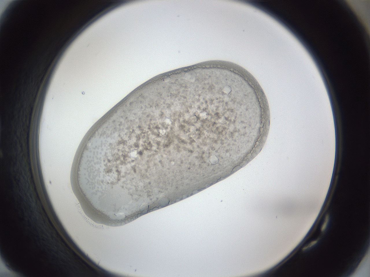 folderID927_plateID927_batchID1266_wellNum82_profileID1_d1_r33861_ef.jpg