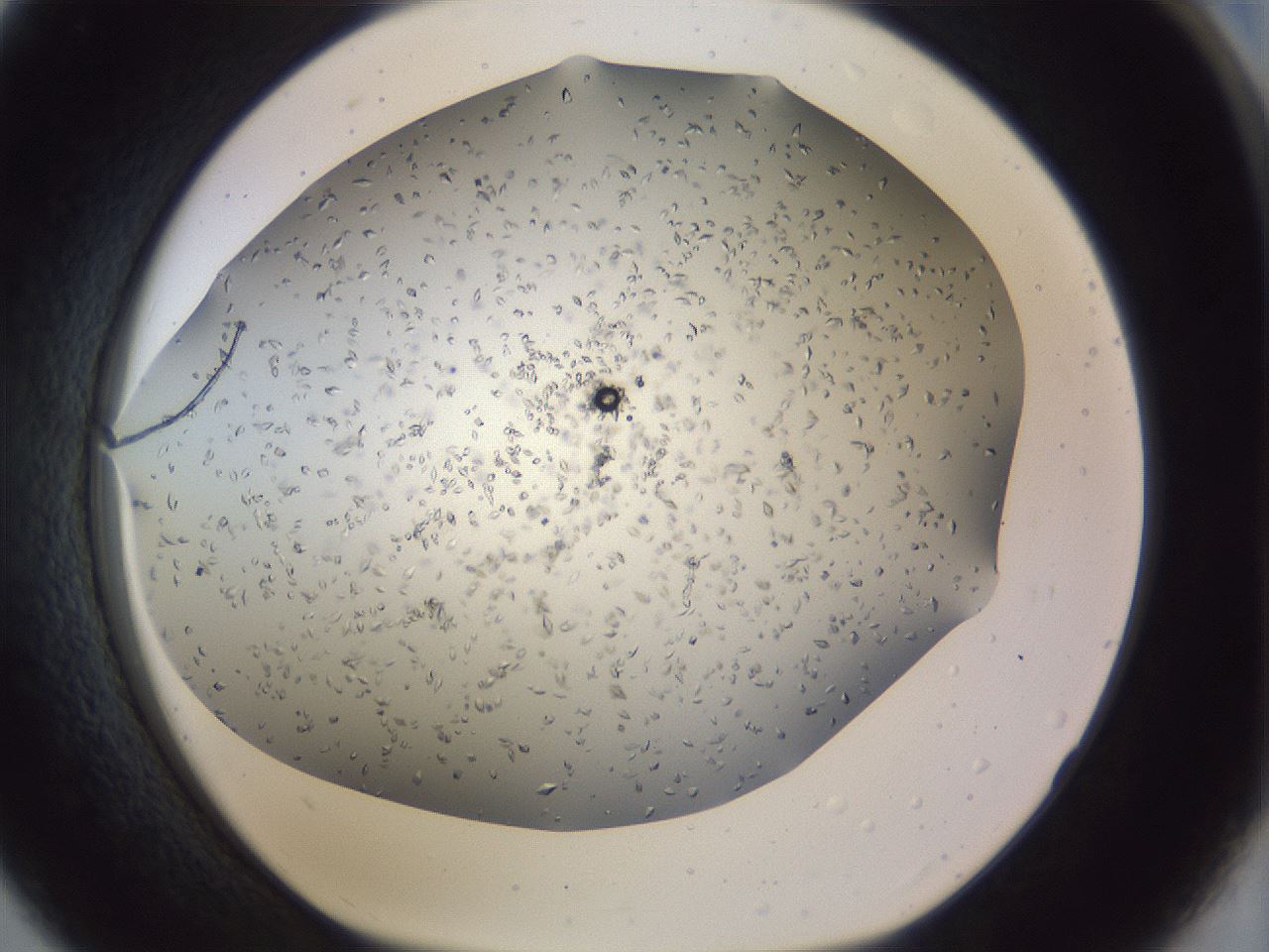 folderID928_plateID1928_batchID8191_wellNum33_profileID1_d1_r128904_ef.jpg