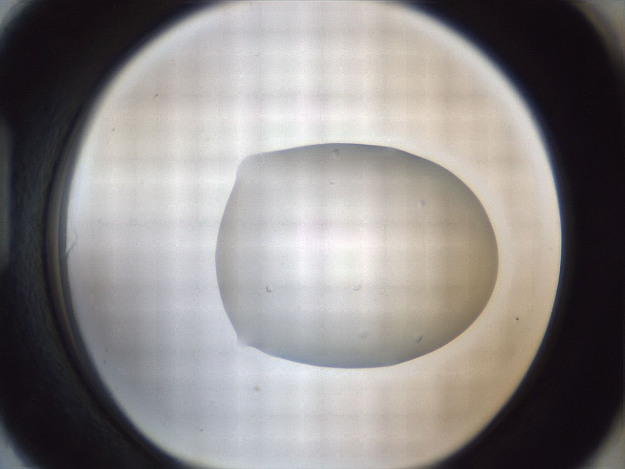 folderID934_plateID934_batchID1366_wellNum90_profileID1_d1_r34645_ef.jpg