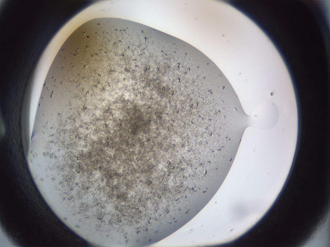 folderID935_plateID1935_batchID8311_wellNum8_profileID1_d1_r129114_ef.jpg