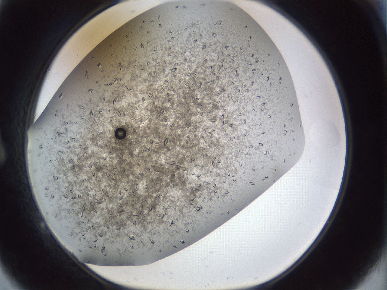 folderID935_plateID1935_batchID8311_wellNum9_profileID1_d1_r129115_ef.jpg