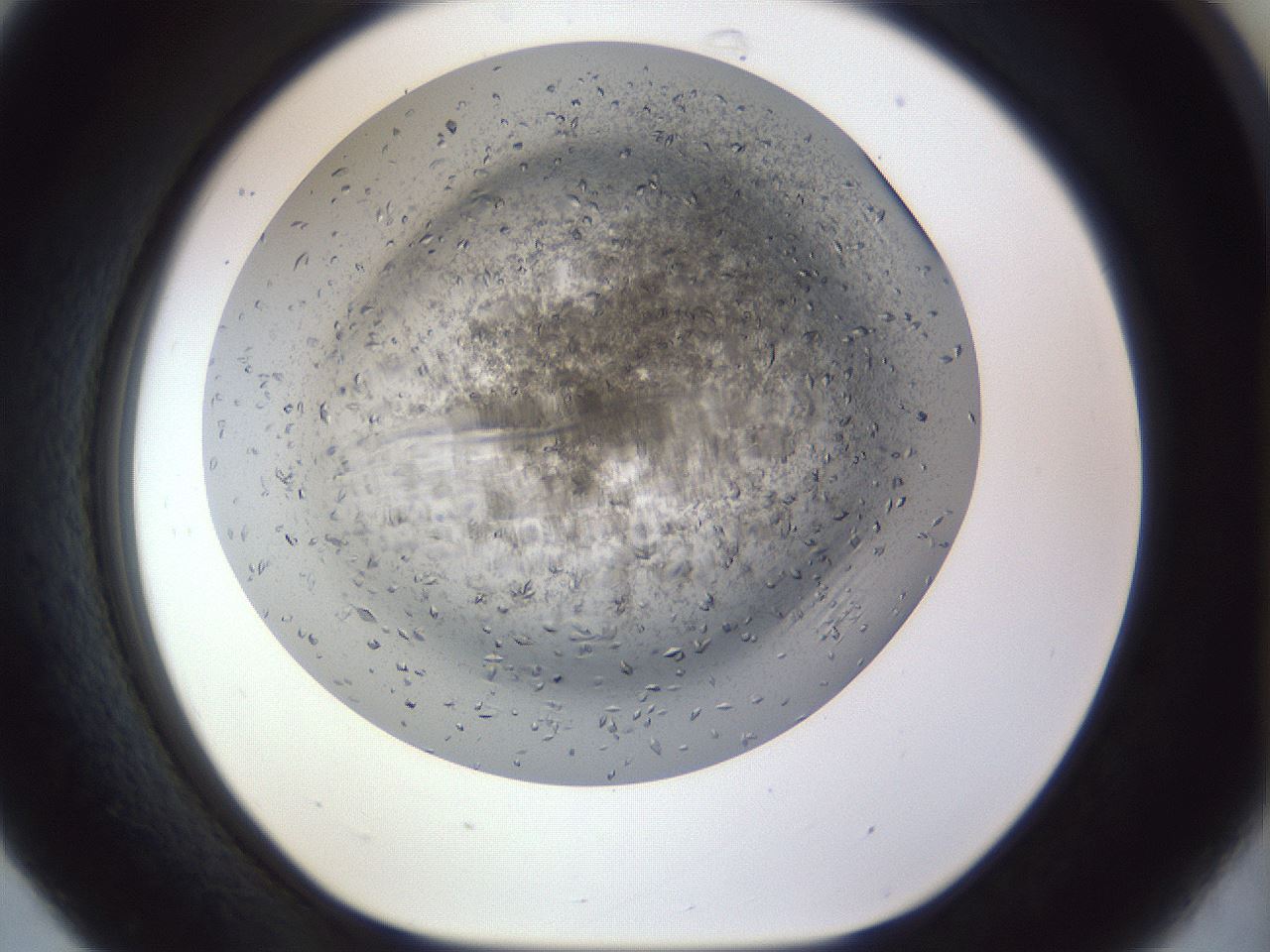 folderID935_plateID1935_batchID8322_wellNum31_profileID1_d1_r129137_ef.jpg