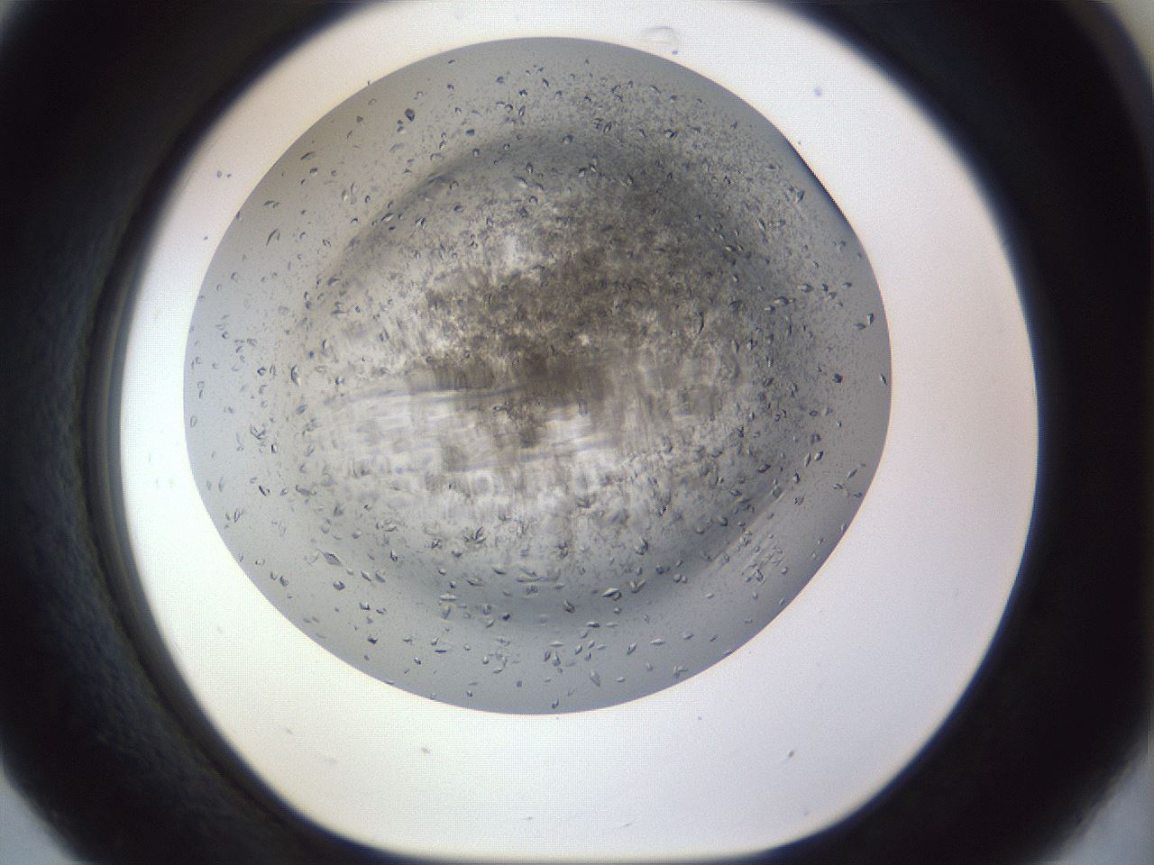 folderID935_plateID1935_batchID8332_wellNum31_profileID1_d1_r129137_ef.jpg