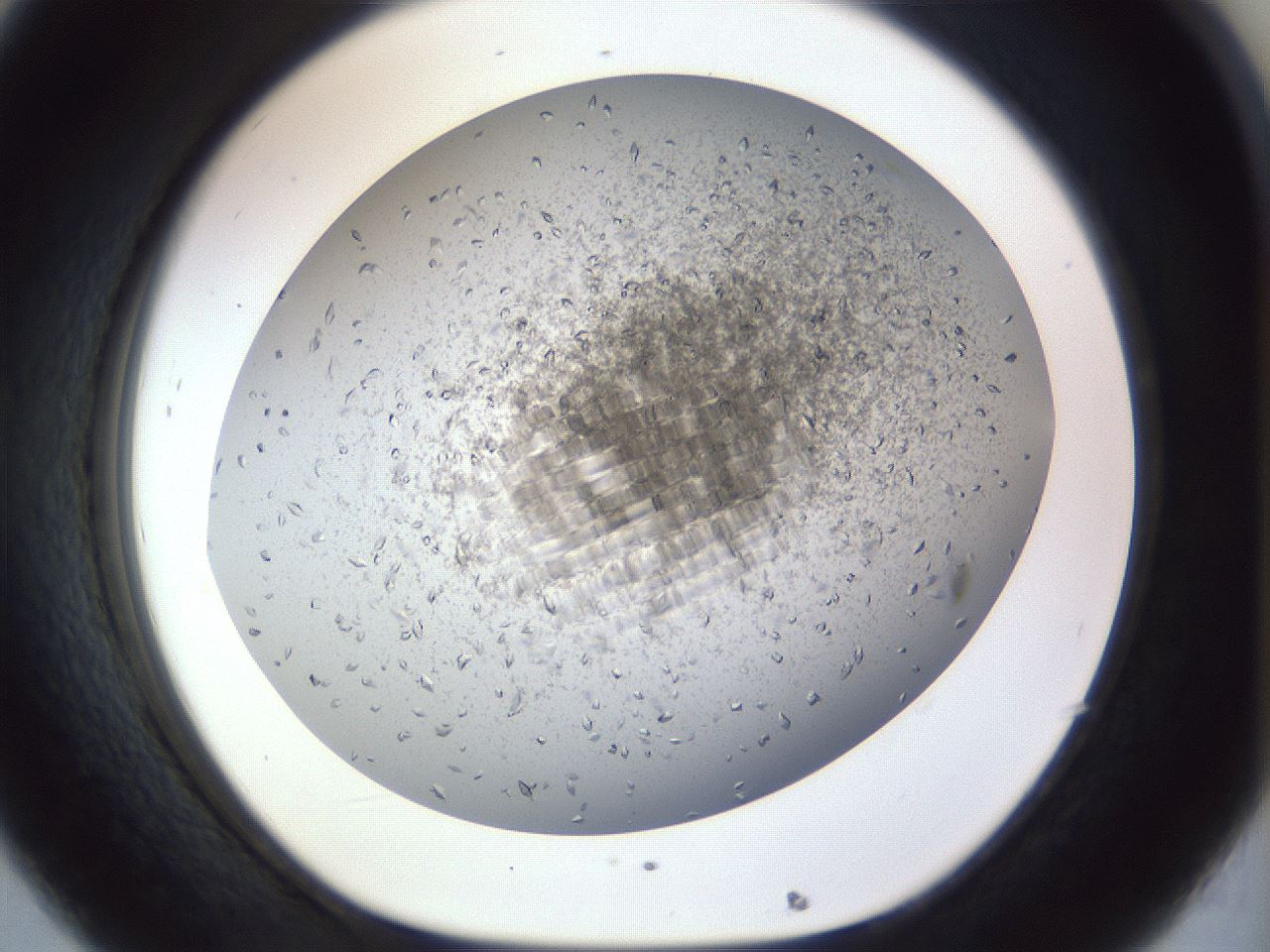 folderID935_plateID1935_batchID8332_wellNum32_profileID1_d1_r129138_ef.jpg