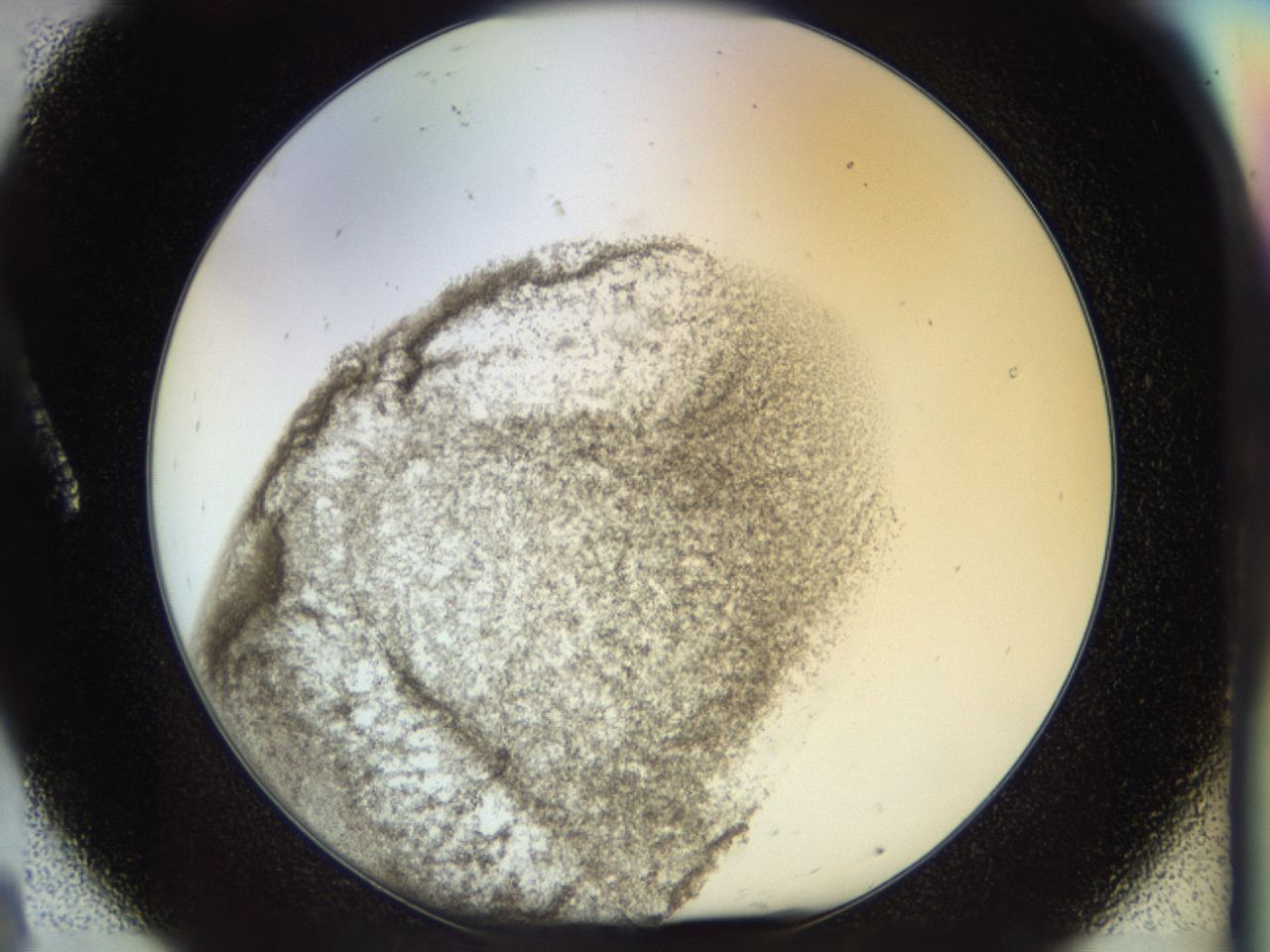 04ru_A8_ImagerDefaults_3.jpg