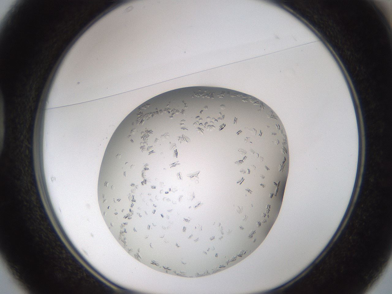 folderID985_plateID2985_batchID16288_wellNum37_profileID1_d1_r247233_ef.jpg