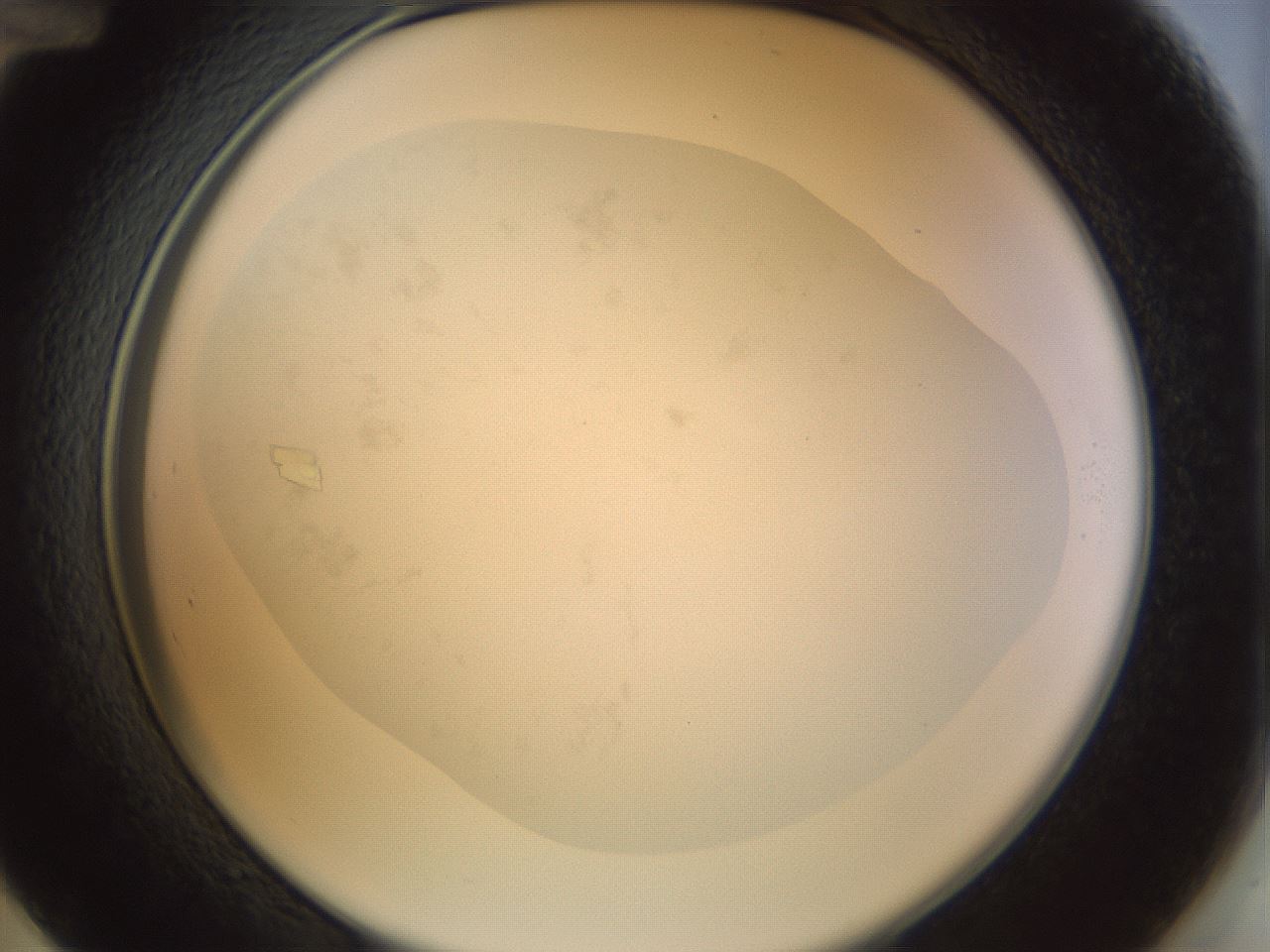 folderID995_plateID995_batchID1669_wellNum48_profileID1_d2_r40793_ef.jpg