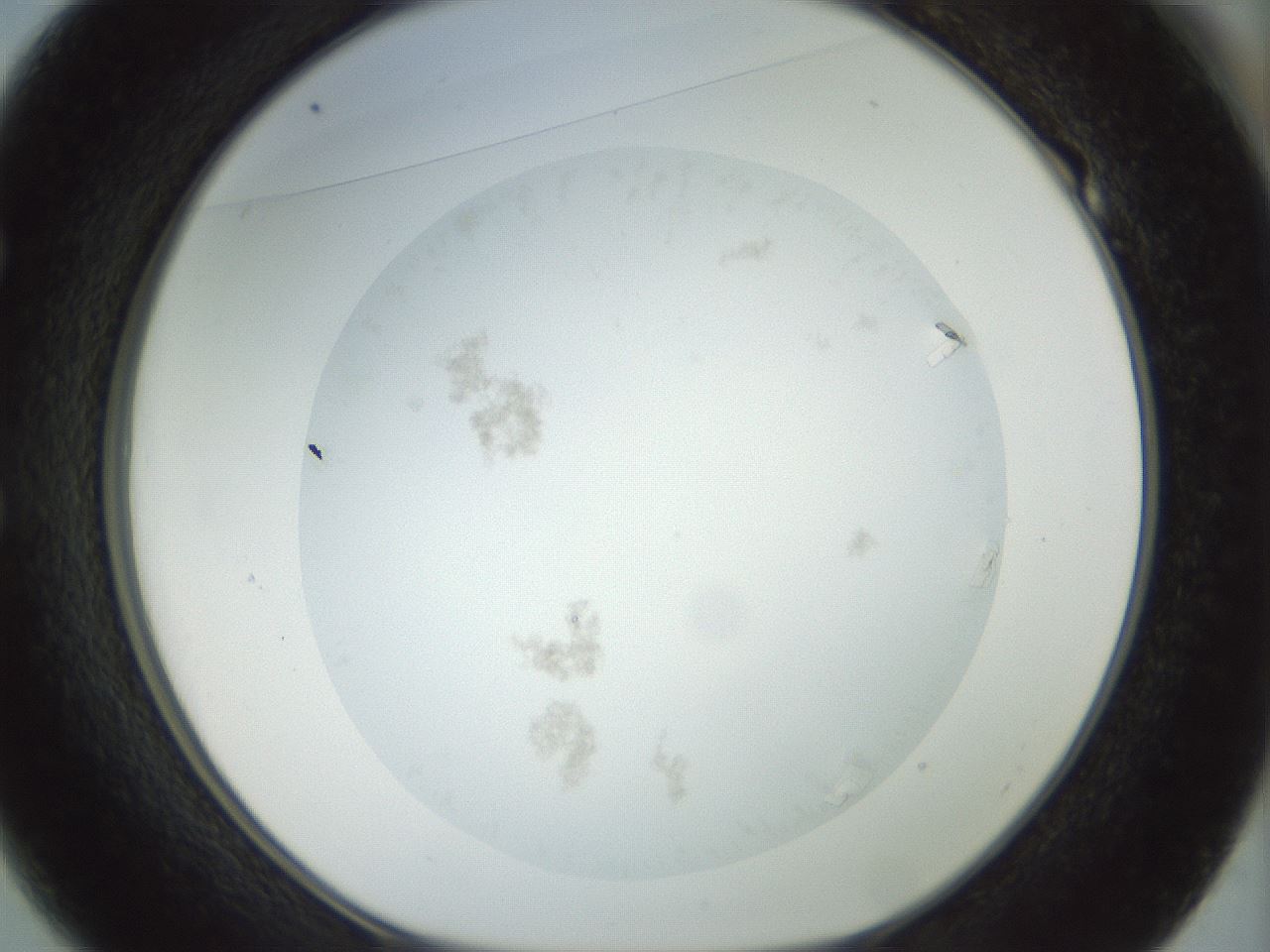 folderID995_plateID995_batchID1669_wellNum49_profileID1_d1_r40794_ef.jpg