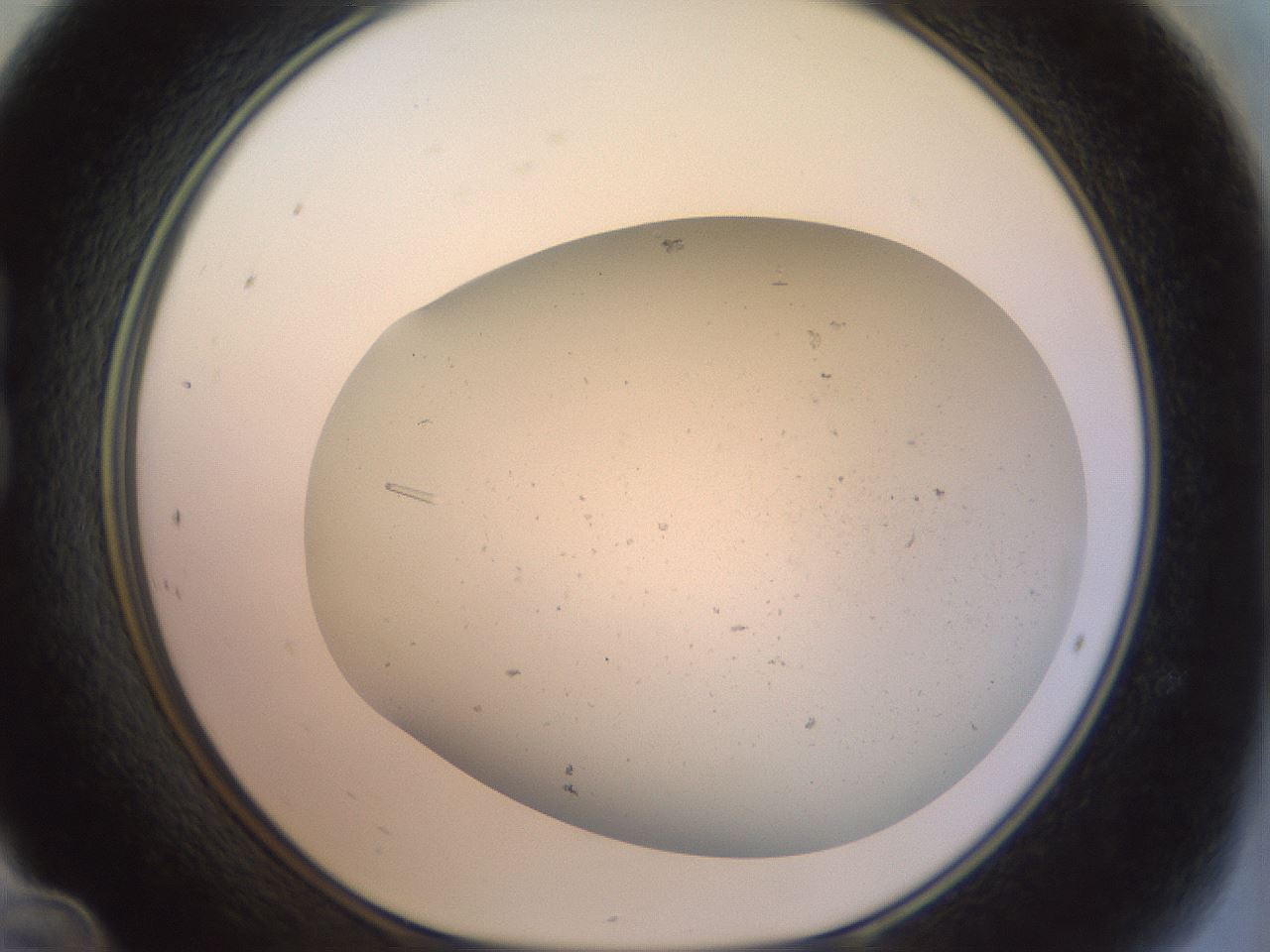 folderID996_plateID996_batchID1676_wellNum24_profileID1_d1_r40913_ef.jpg