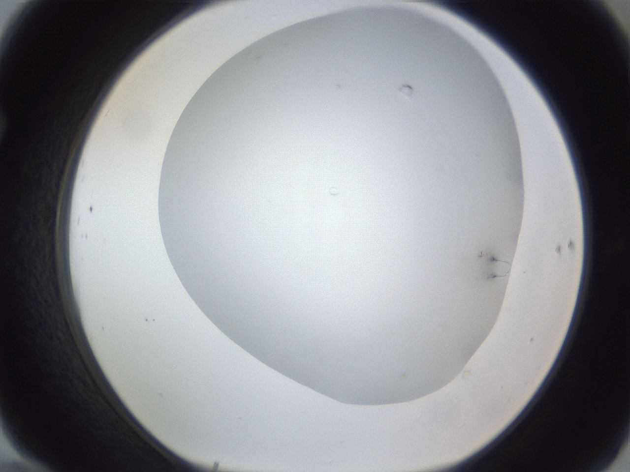 folderID161_plateID1161_batchID3423_wellNum70_profileID1_d1_r63337_ef.jpg