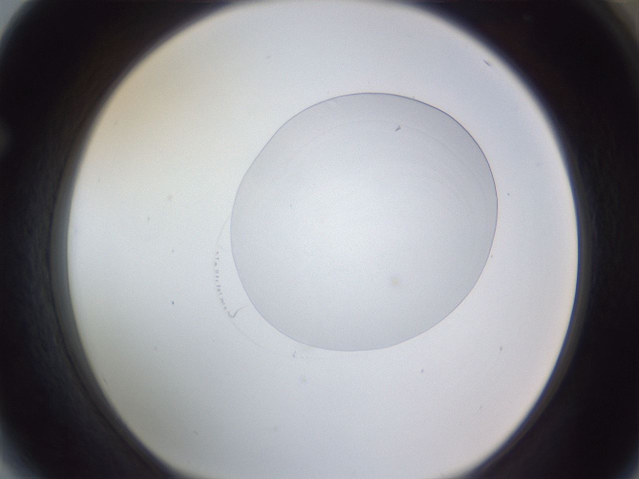folderID164_plateID1164_batchID12303_wellNum64_profileID1_d1_r63901_ef.jpg