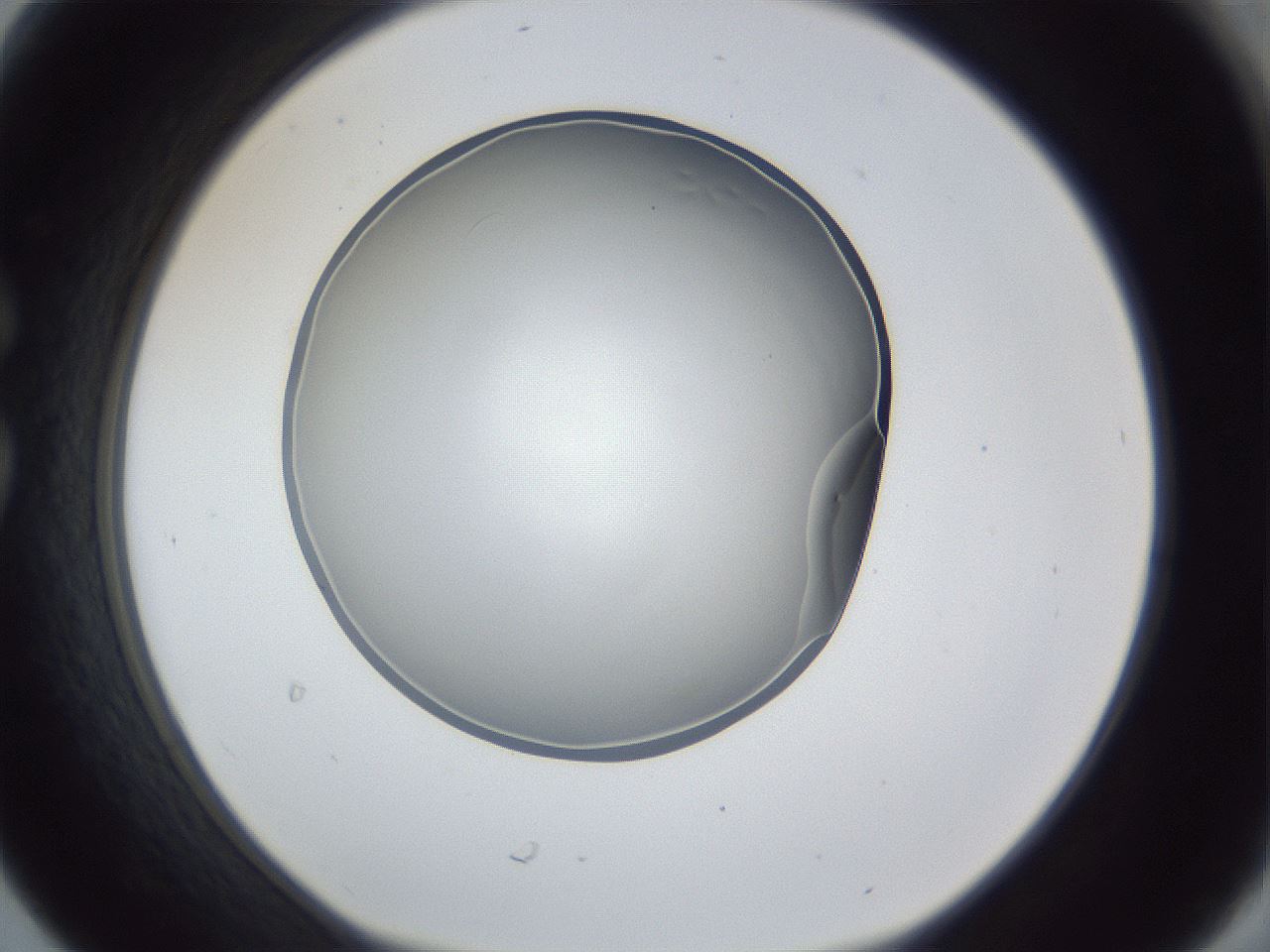 folderID165_plateID1165_batchID3281_wellNum30_profileID1_d1_r61145_ef.jpg