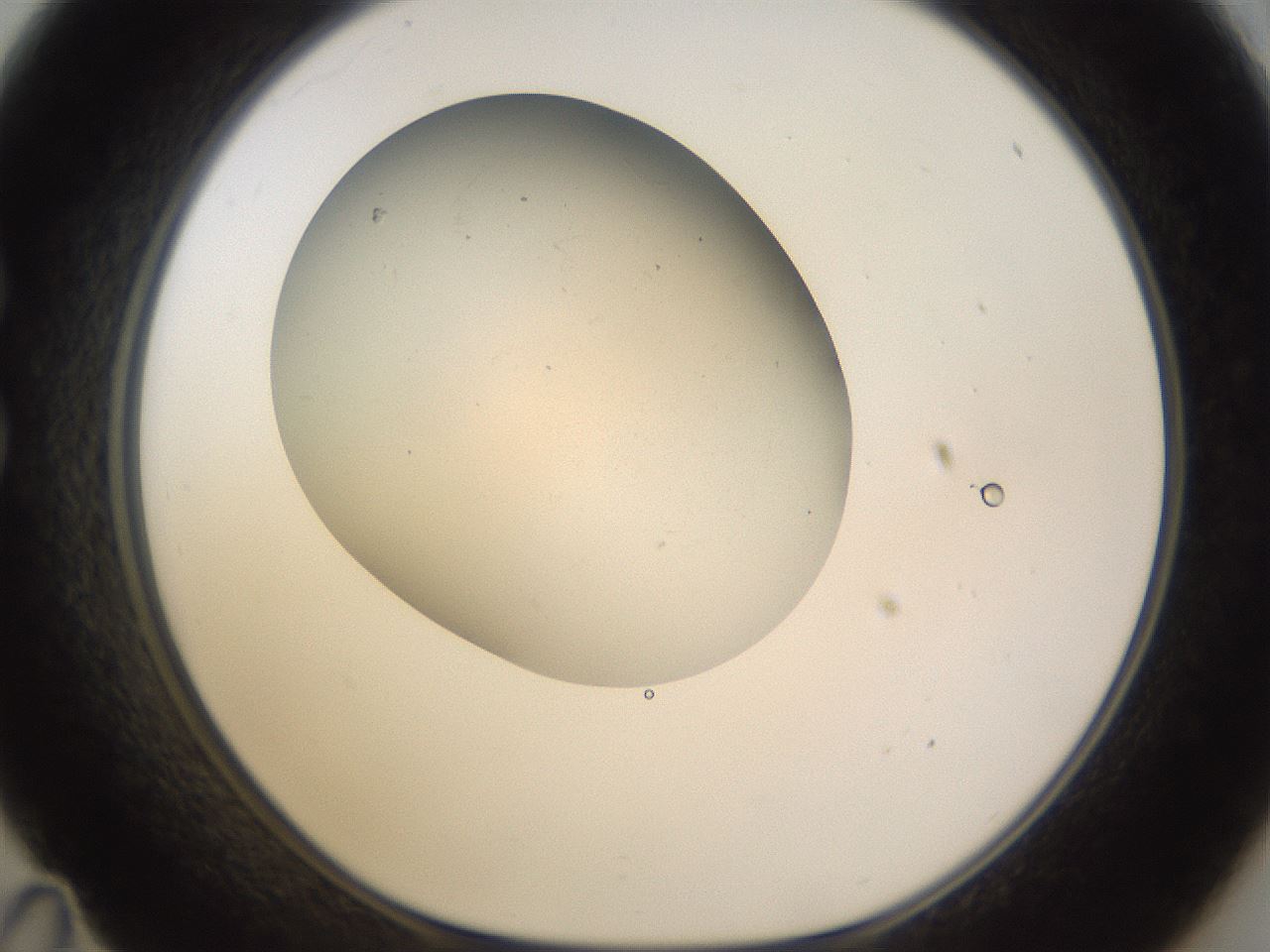 folderID166_plateID3166_batchID18476_wellNum35_profileID1_d1_r269708_ef.jpg