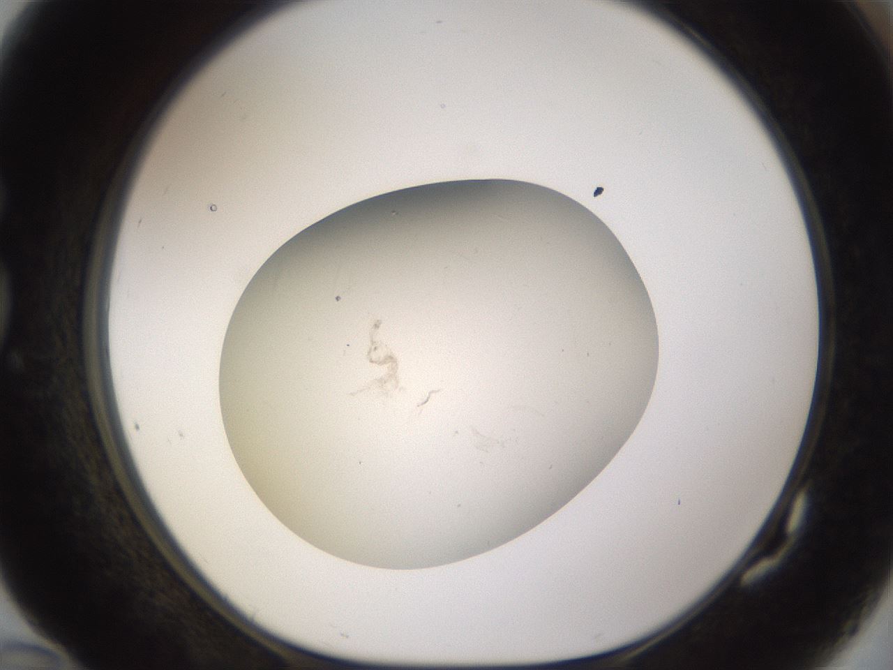 folderID166_plateID3166_batchID18476_wellNum82_profileID1_d1_r269755_ef.jpg