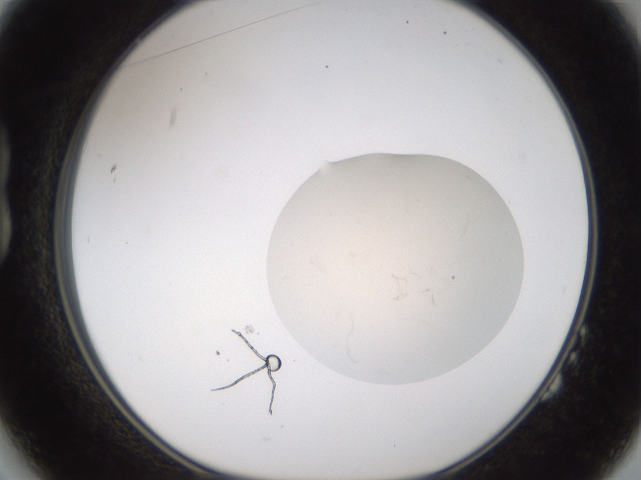 folderID166_plateID3166_batchID18967_wellNum14_profileID1_d1_r269687_ef.jpg
