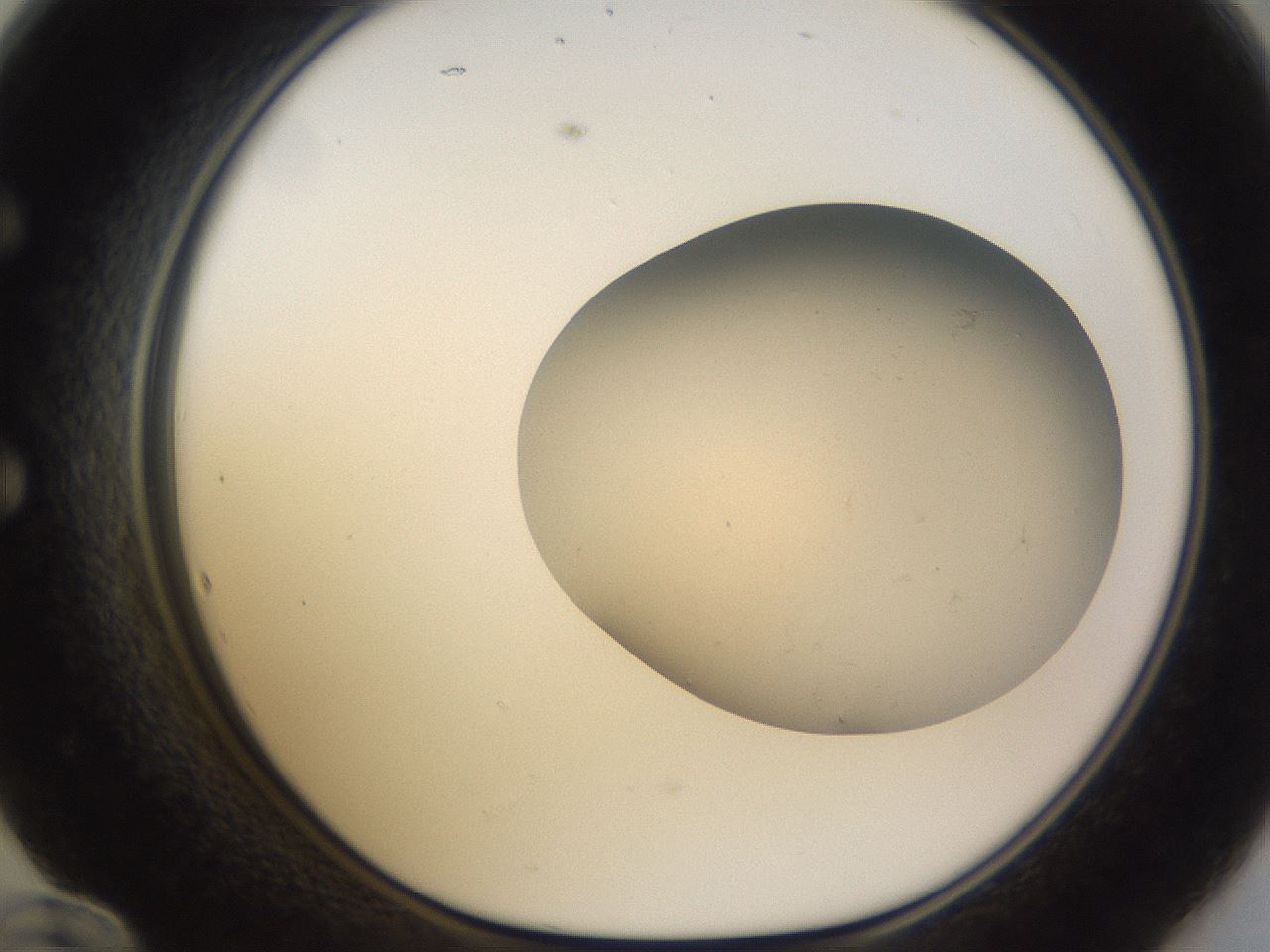 folderID166_plateID3166_batchID18967_wellNum60_profileID1_d1_r269733_ef.jpg