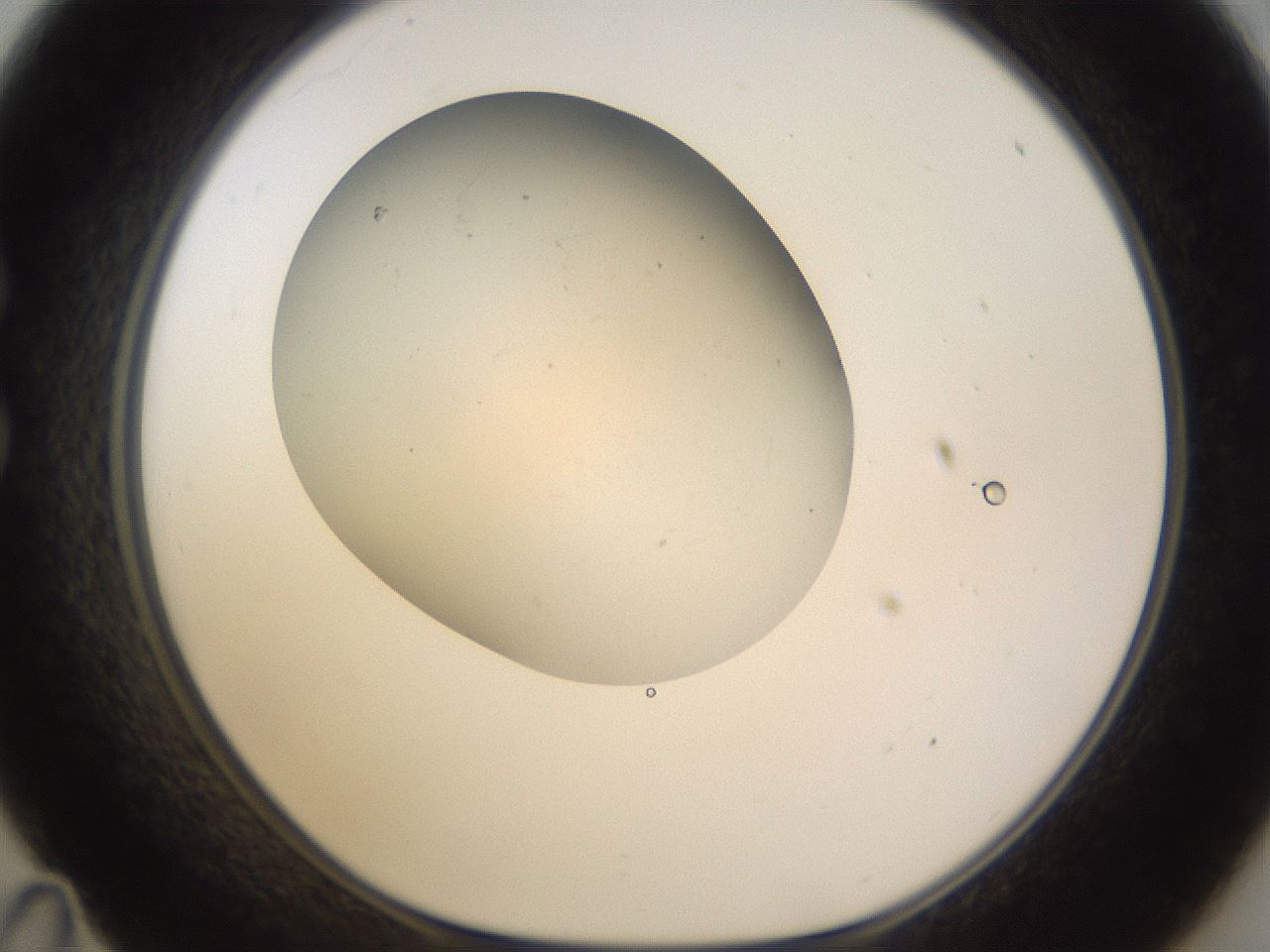 folderID166_plateID3166_batchID18967_wellNum35_profileID1_d1_r269708_ef.jpg