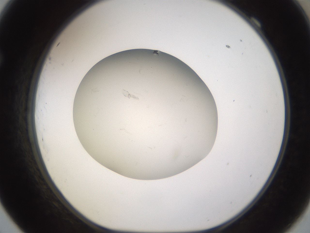 folderID166_plateID3166_batchID18967_wellNum69_profileID1_d1_r269742_ef.jpg
