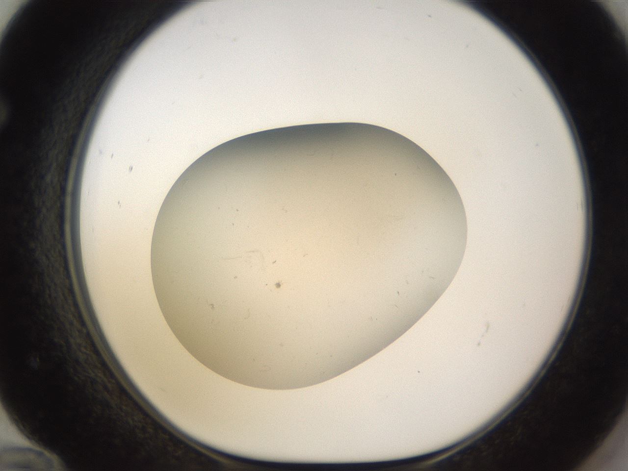 folderID166_plateID3166_batchID18967_wellNum72_profileID1_d1_r269745_ef.jpg