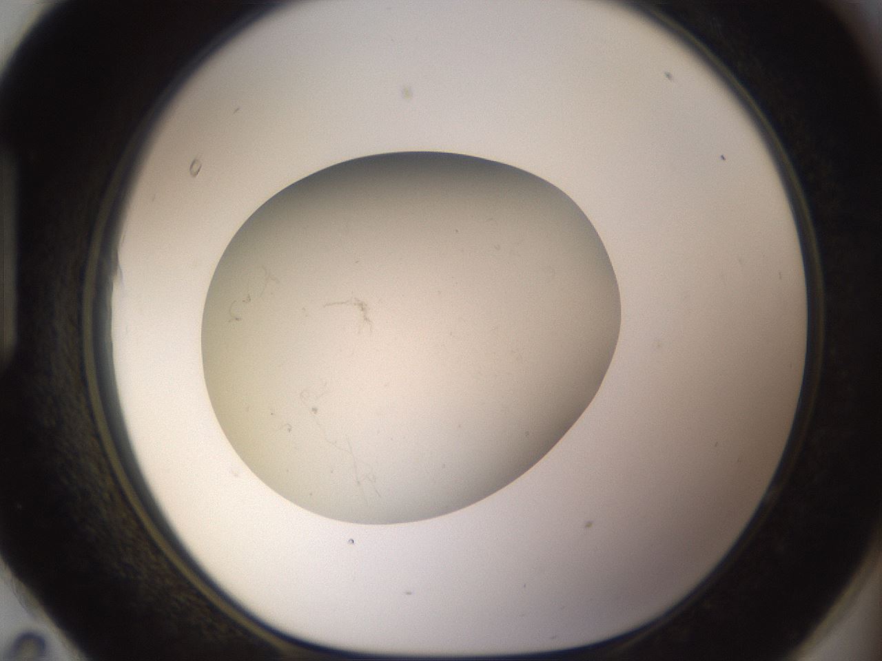folderID166_plateID3166_batchID18967_wellNum95_profileID1_d1_r269768_ef.jpg