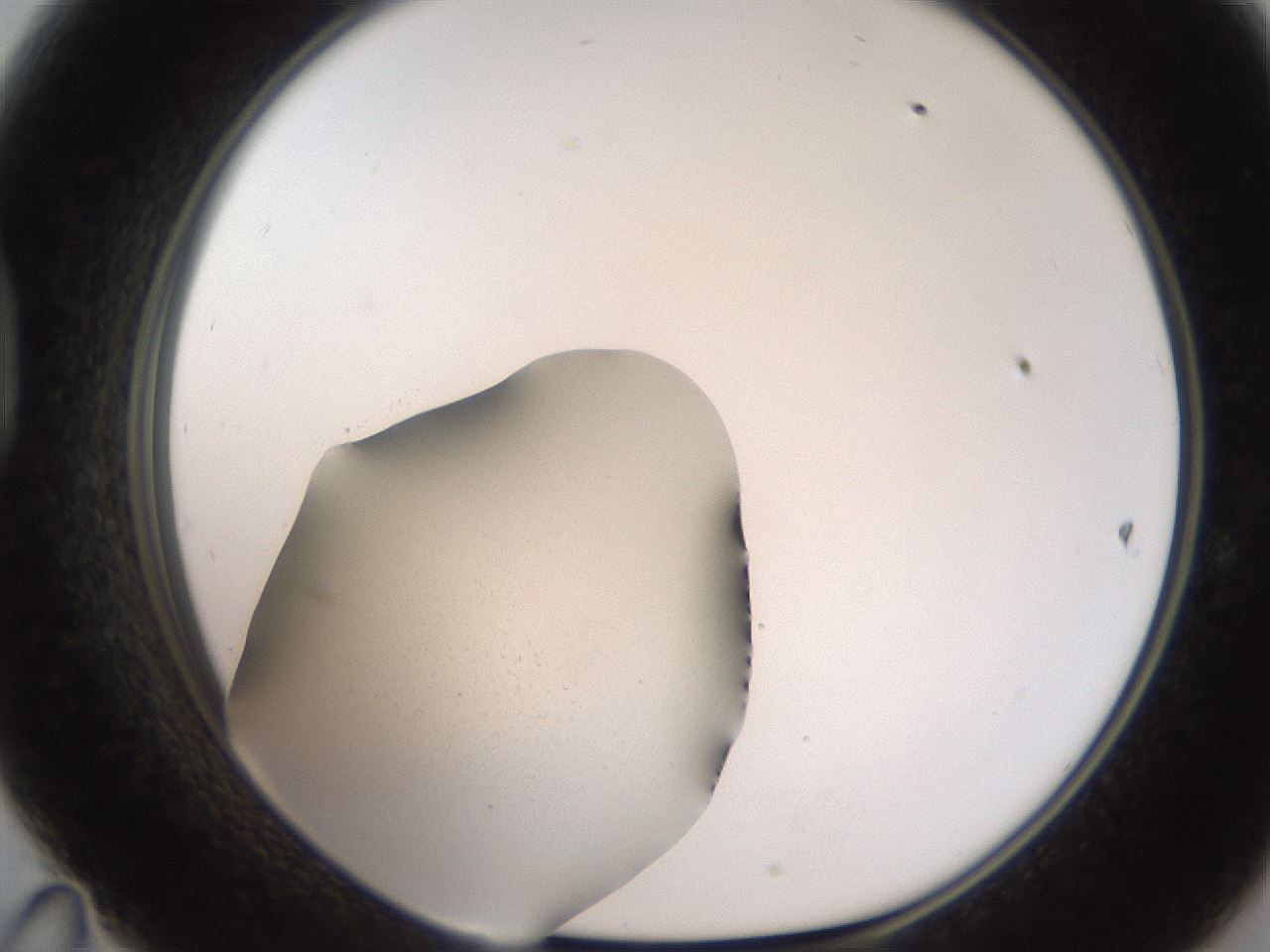 folderID185_plateID2185_batchID10062_wellNum47_profileID1_d1_r147877_ef.jpg