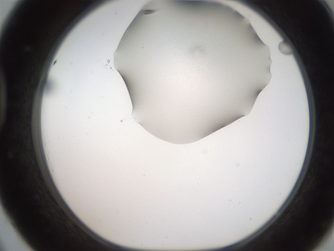 folderID185_plateID2185_batchID9779_wellNum44_profileID1_d1_r147874_ef.jpg