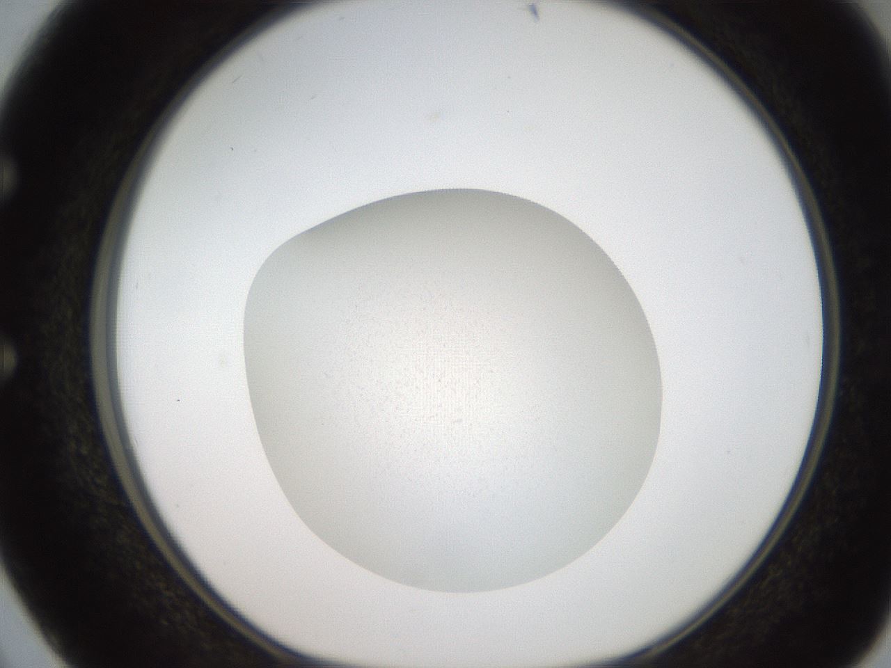 folderID186_plateID2186_batchID9805_wellNum50_profileID1_d1_r148456_ef.jpg