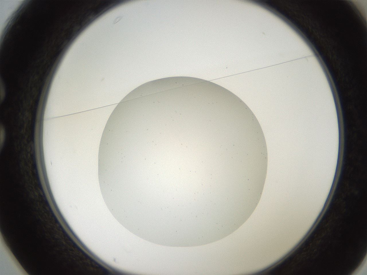folderID186_plateID2186_batchID9848_wellNum25_profileID1_d1_r148431_ef.jpg