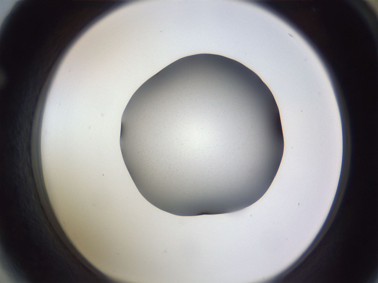 folderID189_plateID2189_batchID10235_wellNum64_profileID1_d1_r147990_ef.jpg