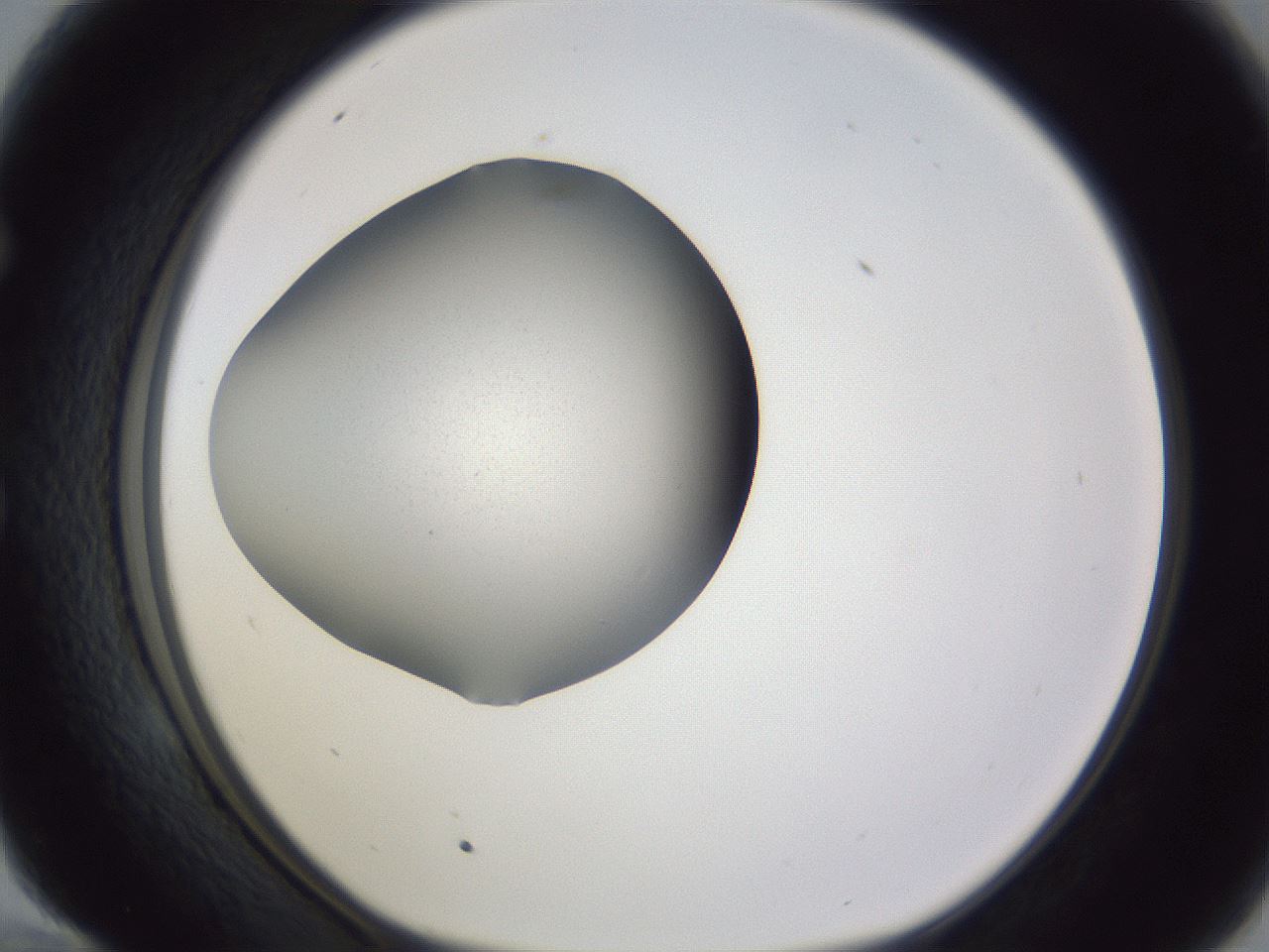 folderID189_plateID2189_batchID9780_wellNum58_profileID1_d1_r147984_ef.jpg