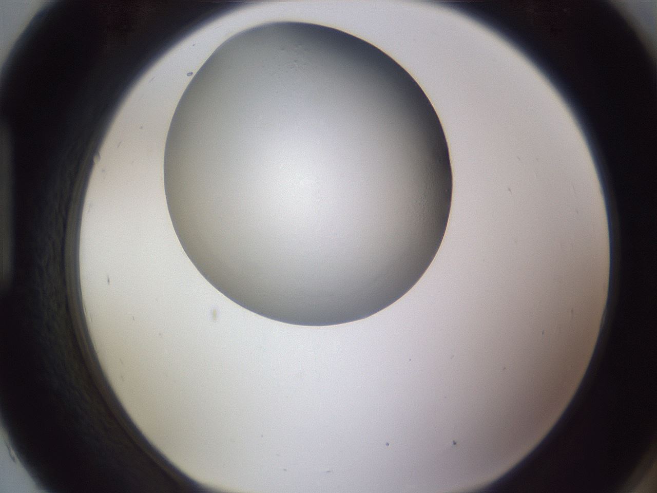 folderID189_plateID2189_batchID9842_wellNum93_profileID1_d1_r148019_ef.jpg