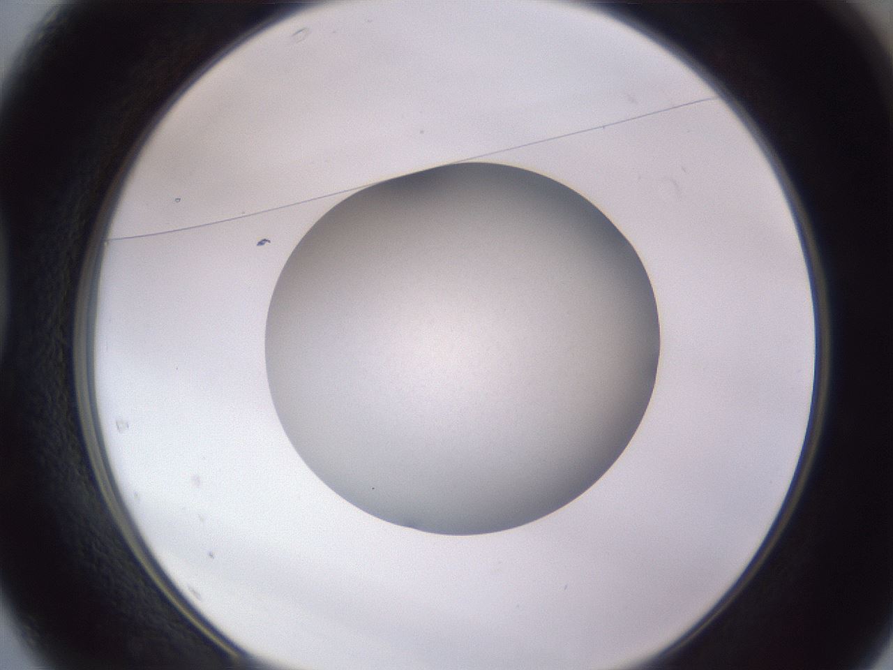 folderID190_plateID2190_batchID10068_wellNum37_profileID1_d1_r148539_ef.jpg