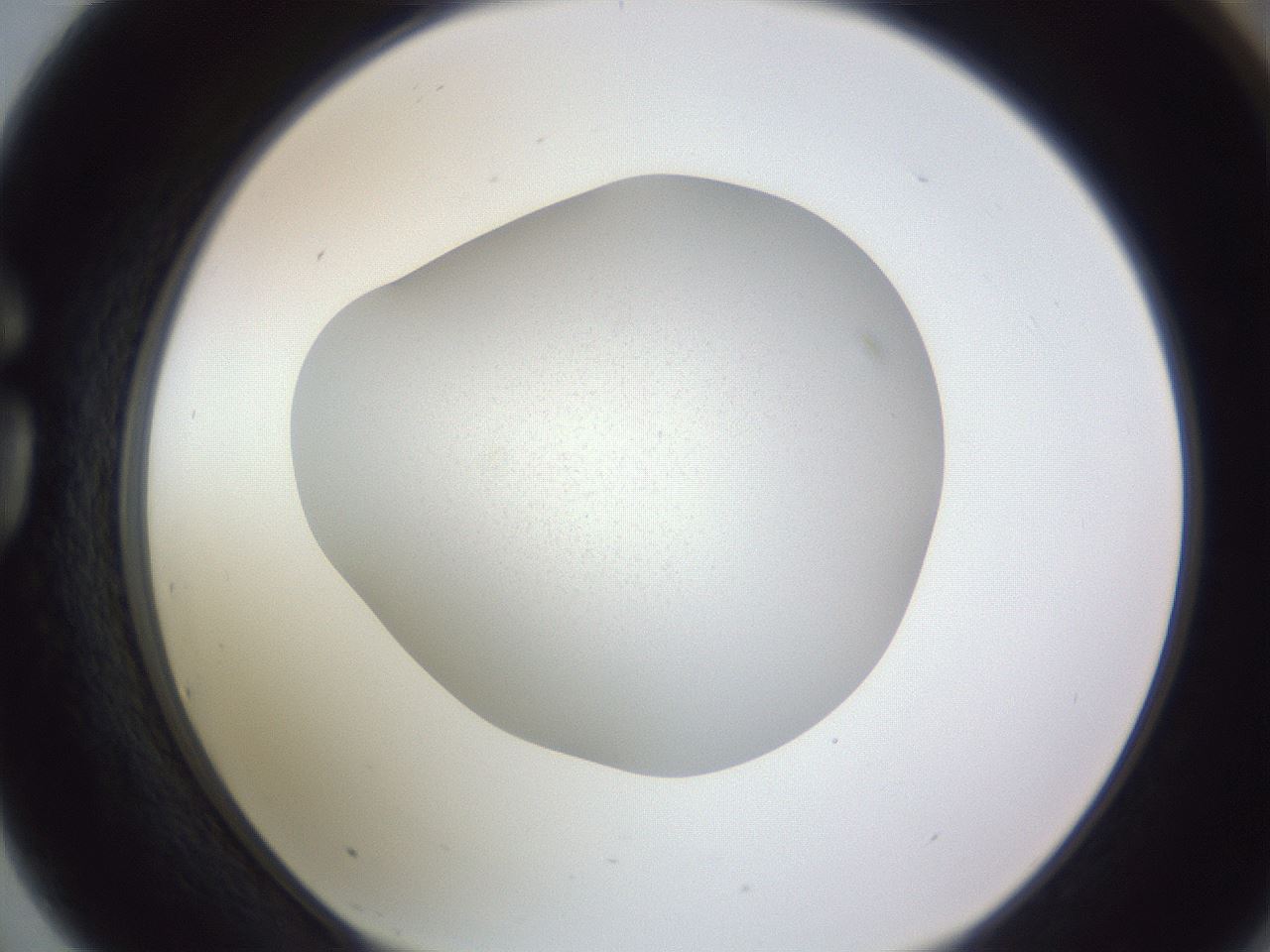 folderID190_plateID2190_batchID9799_wellNum75_profileID1_d1_r148577_ef.jpg