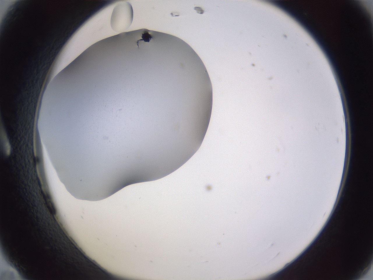 folderID191_plateID2191_batchID10238_wellNum11_profileID1_d1_r148321_ef.jpg