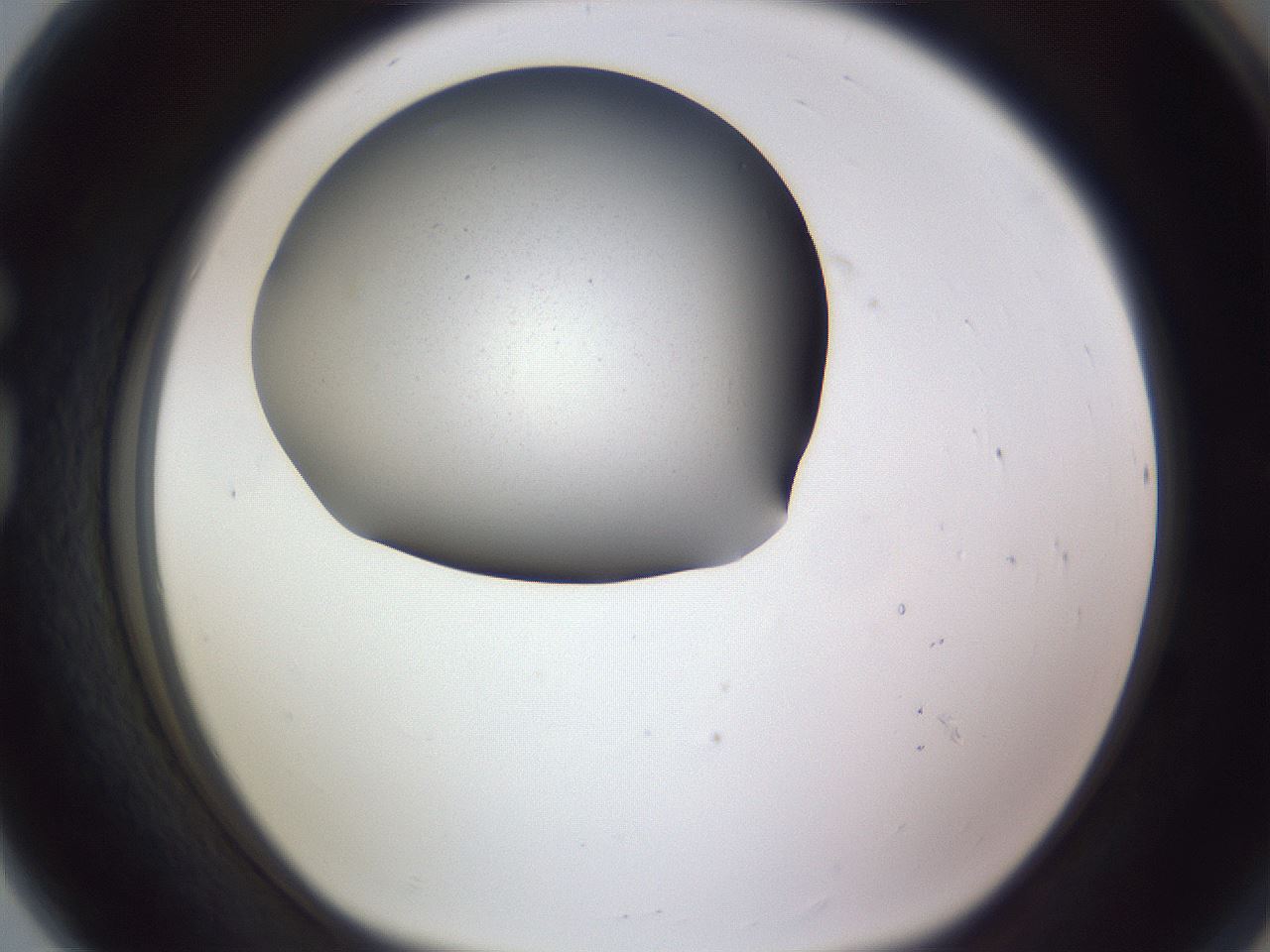 folderID191_plateID2191_batchID10238_wellNum80_profileID1_d1_r148390_ef.jpg
