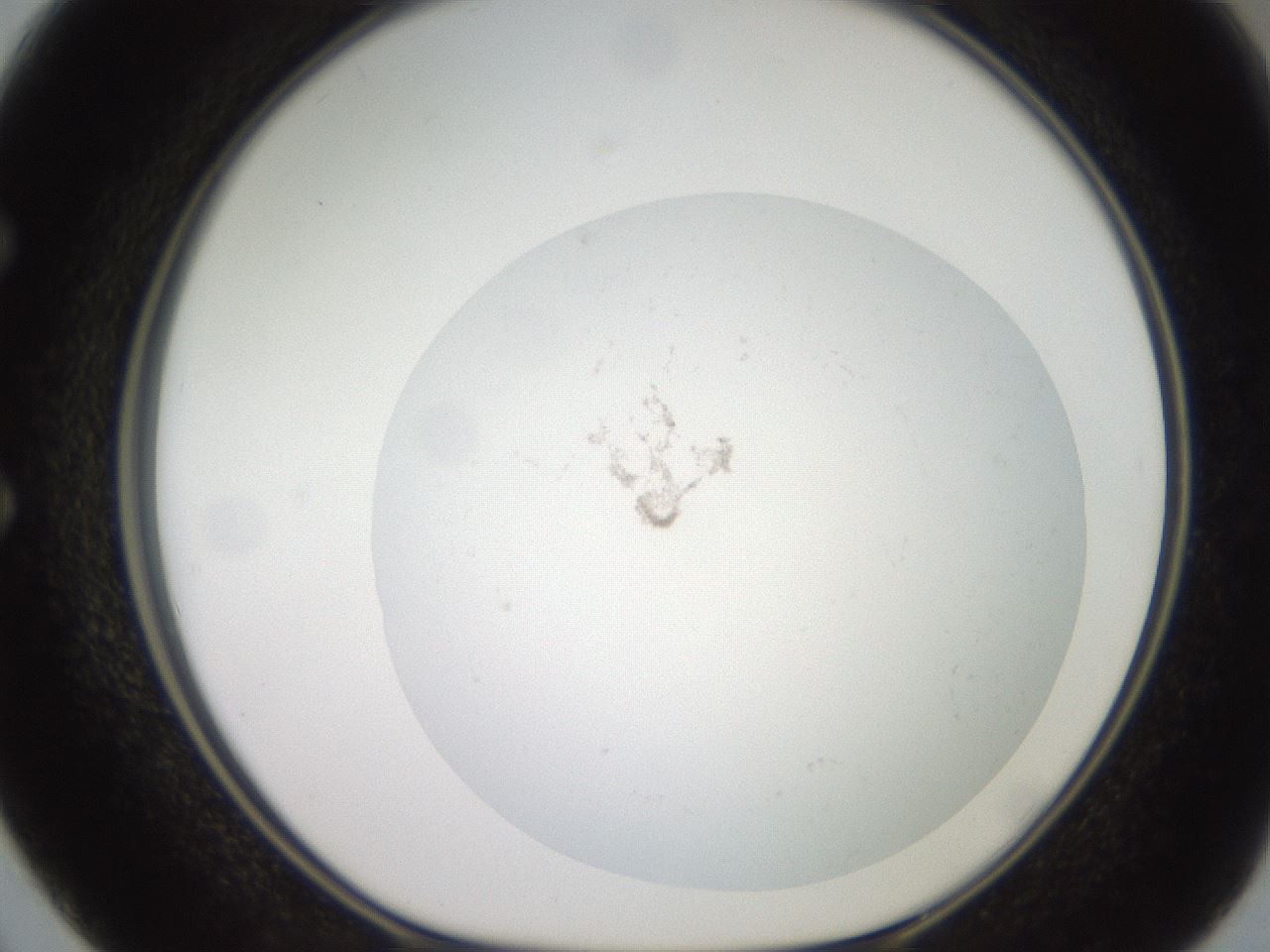 folderID19_plateID3019_batchID16540_wellNum50_profileID1_d1_r252005_ef.jpg