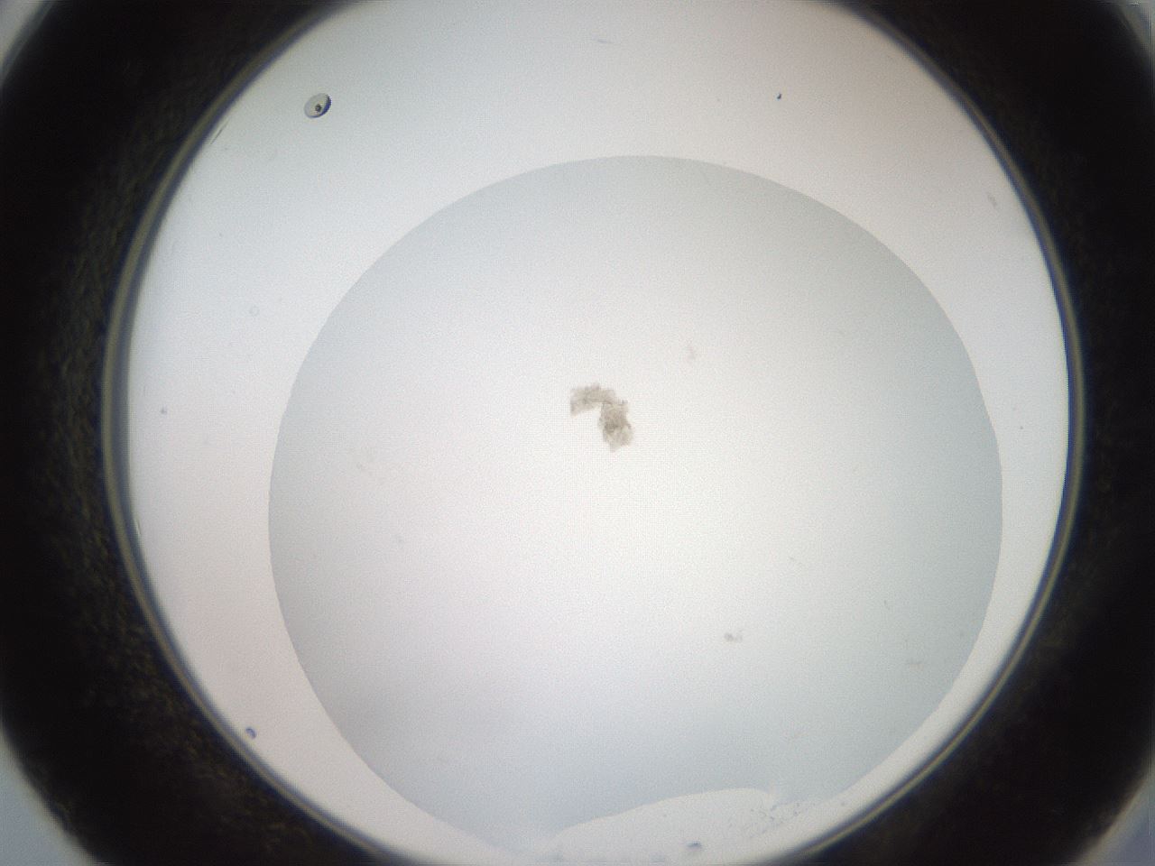 folderID19_plateID3019_batchID16572_wellNum50_profileID1_d2_r252006_ef.jpg