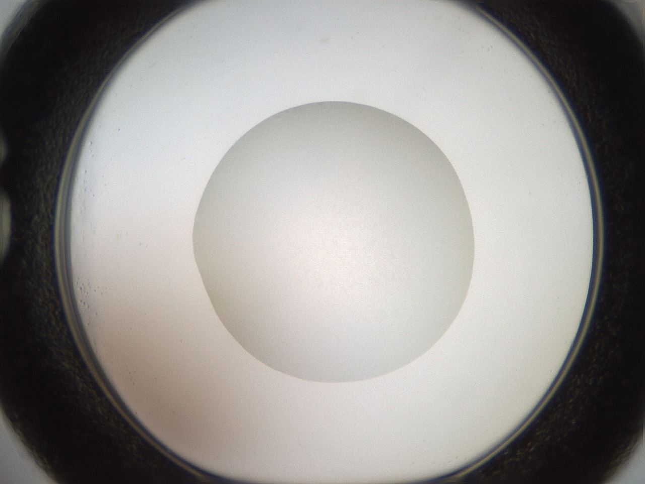 folderID19_plateID3019_batchID16572_wellNum73_profileID1_d1_r252051_ef.jpg