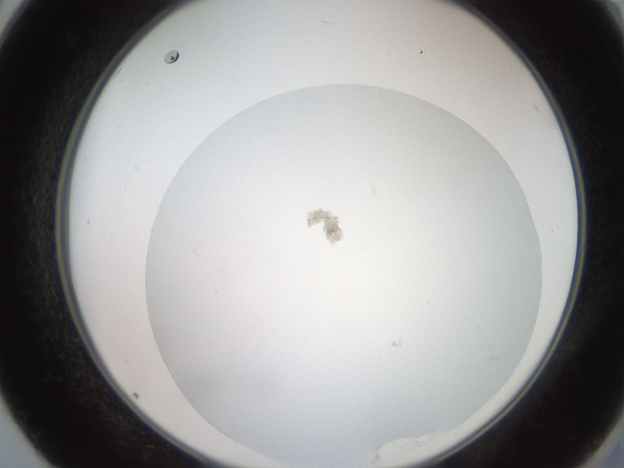 folderID19_plateID3019_batchID16540_wellNum50_profileID1_d2_r252006_ef.jpg