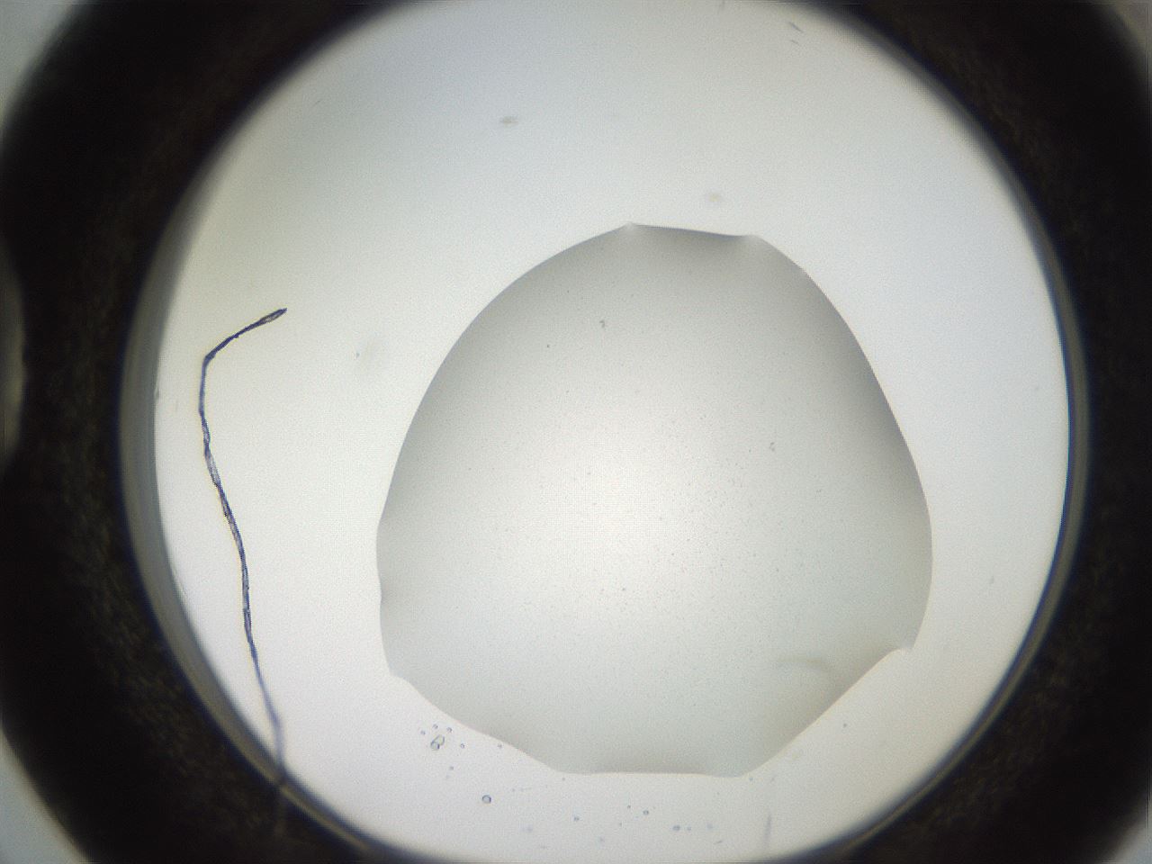 folderID205_plateID2205_batchID9904_wellNum38_profileID1_d1_r150017_ef.jpg