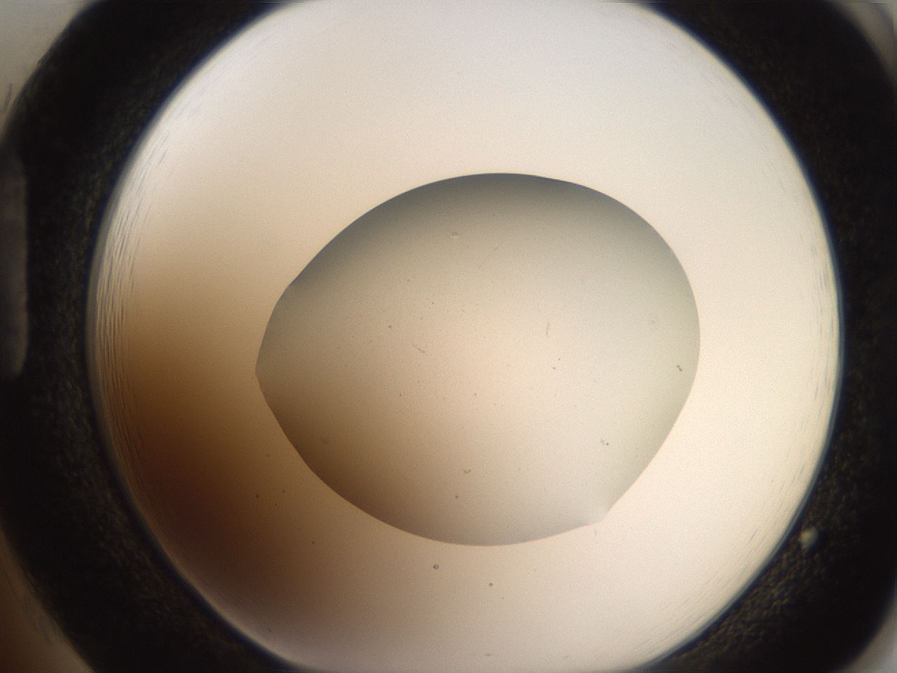 folderID206_plateID2206_batchID10268_wellNum85_profileID1_d1_r149919_ef.jpg