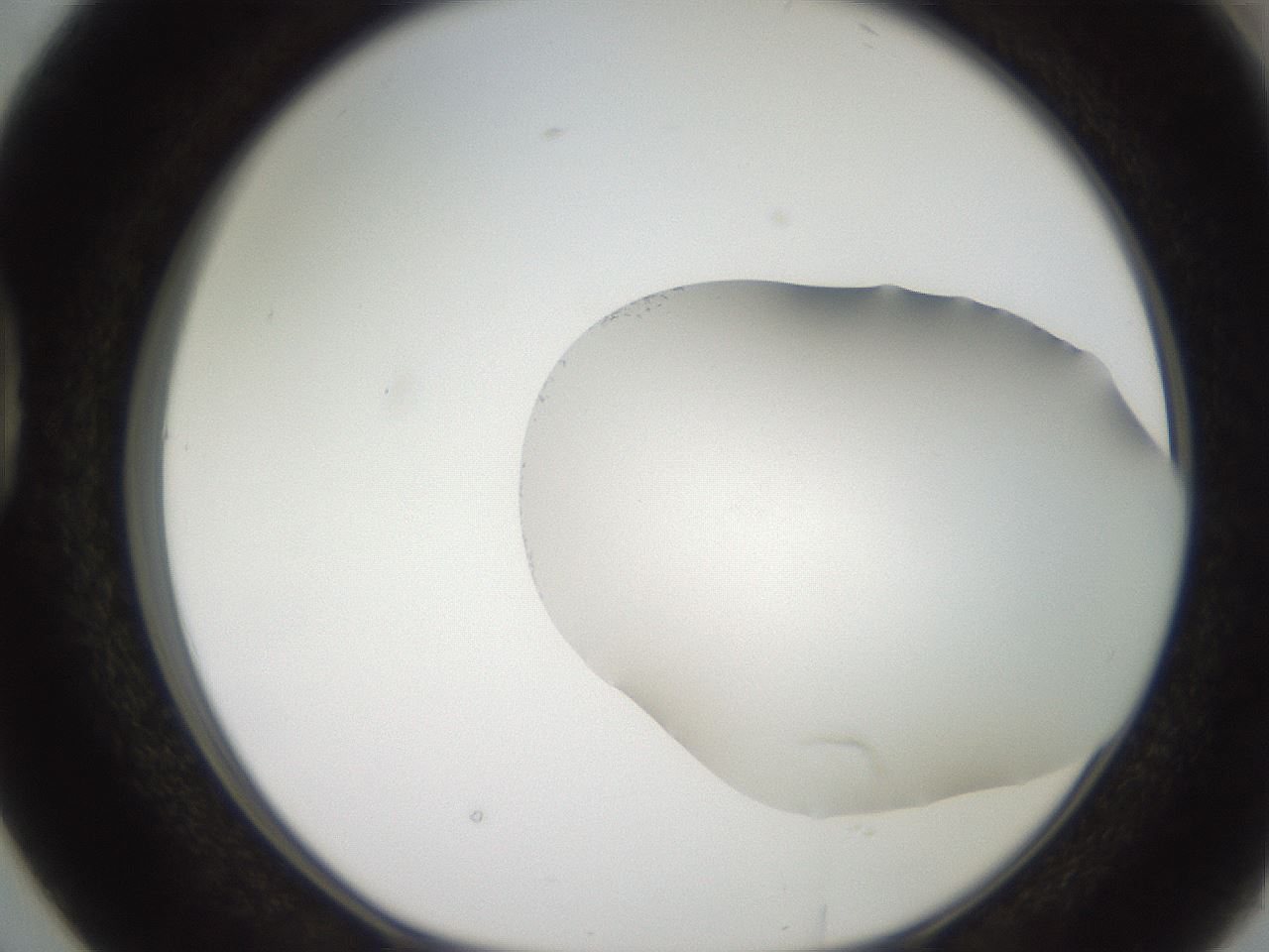 folderID206_plateID2206_batchID9753_wellNum38_profileID1_d1_r149825_ef.jpg