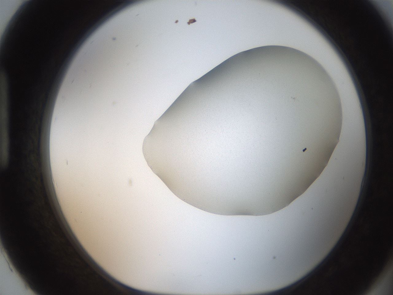 folderID206_plateID2206_batchID9753_wellNum93_profileID1_d1_r149935_ef.jpg