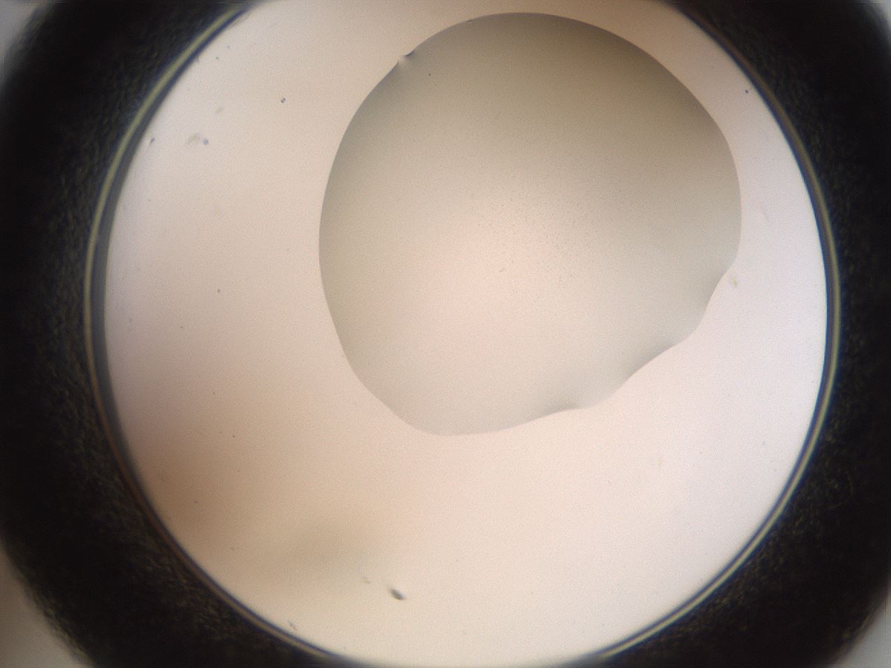 folderID206_plateID2206_batchID9775_wellNum35_profileID1_d2_r149820_ef.jpg